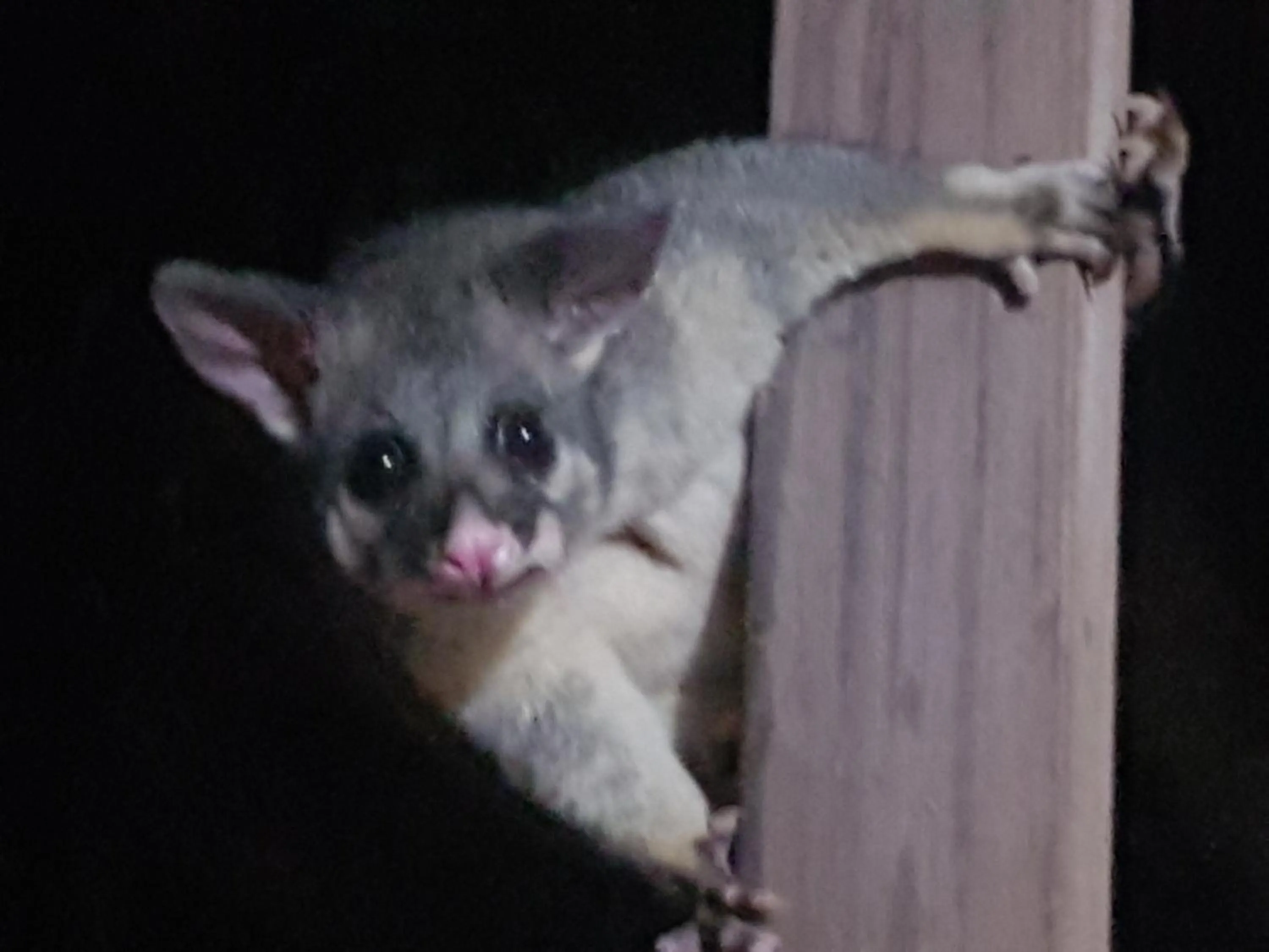 Forest view bungalow