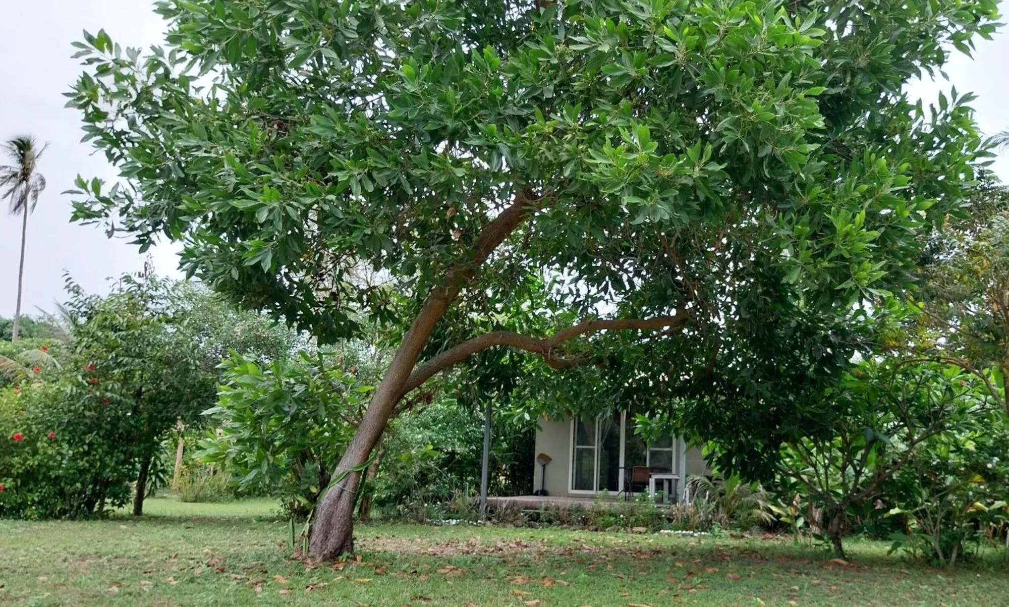 Natural landscape in Naivacha Tent Koh Mak