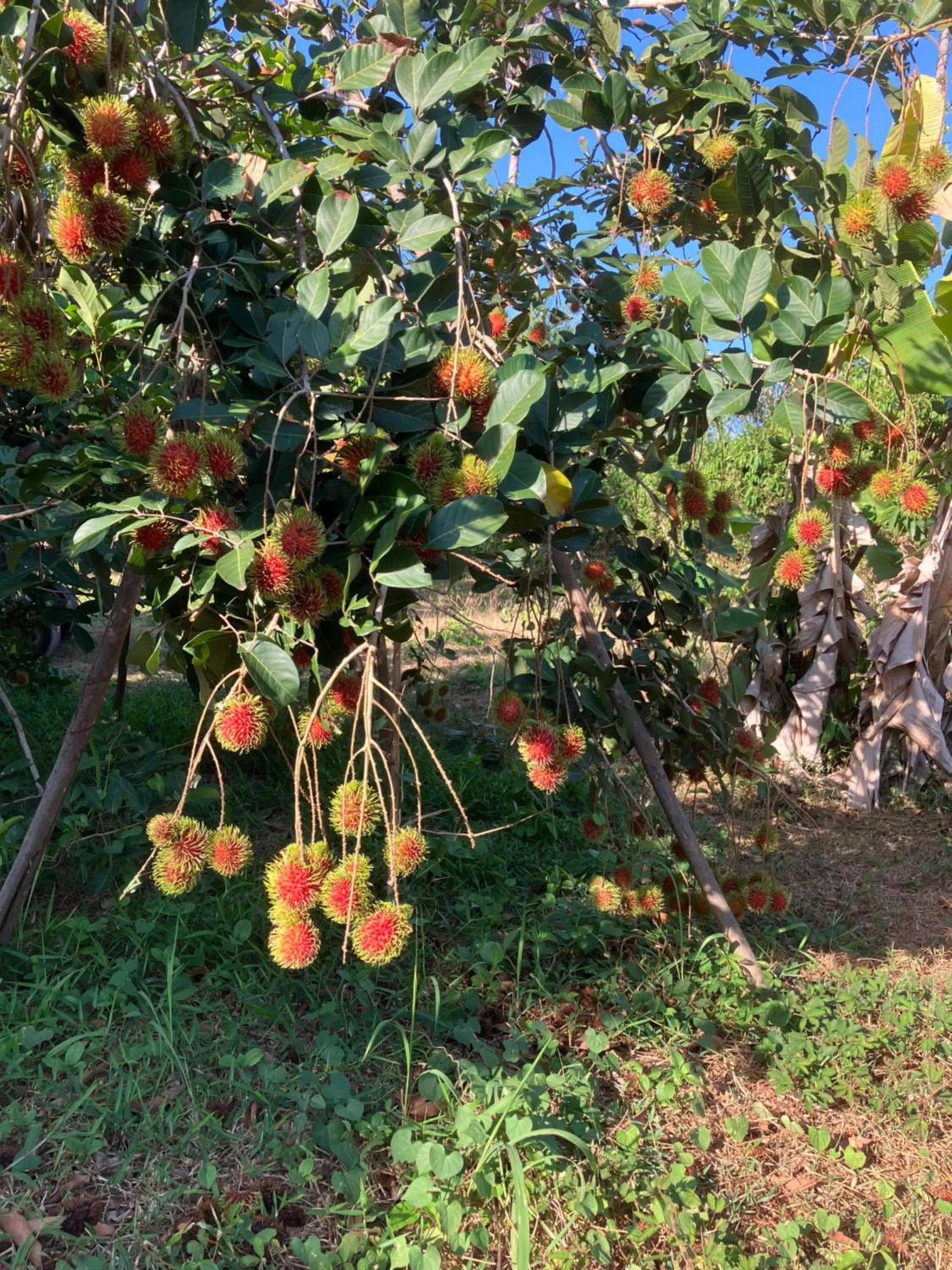 Activities in Naivacha Tent Koh Mak