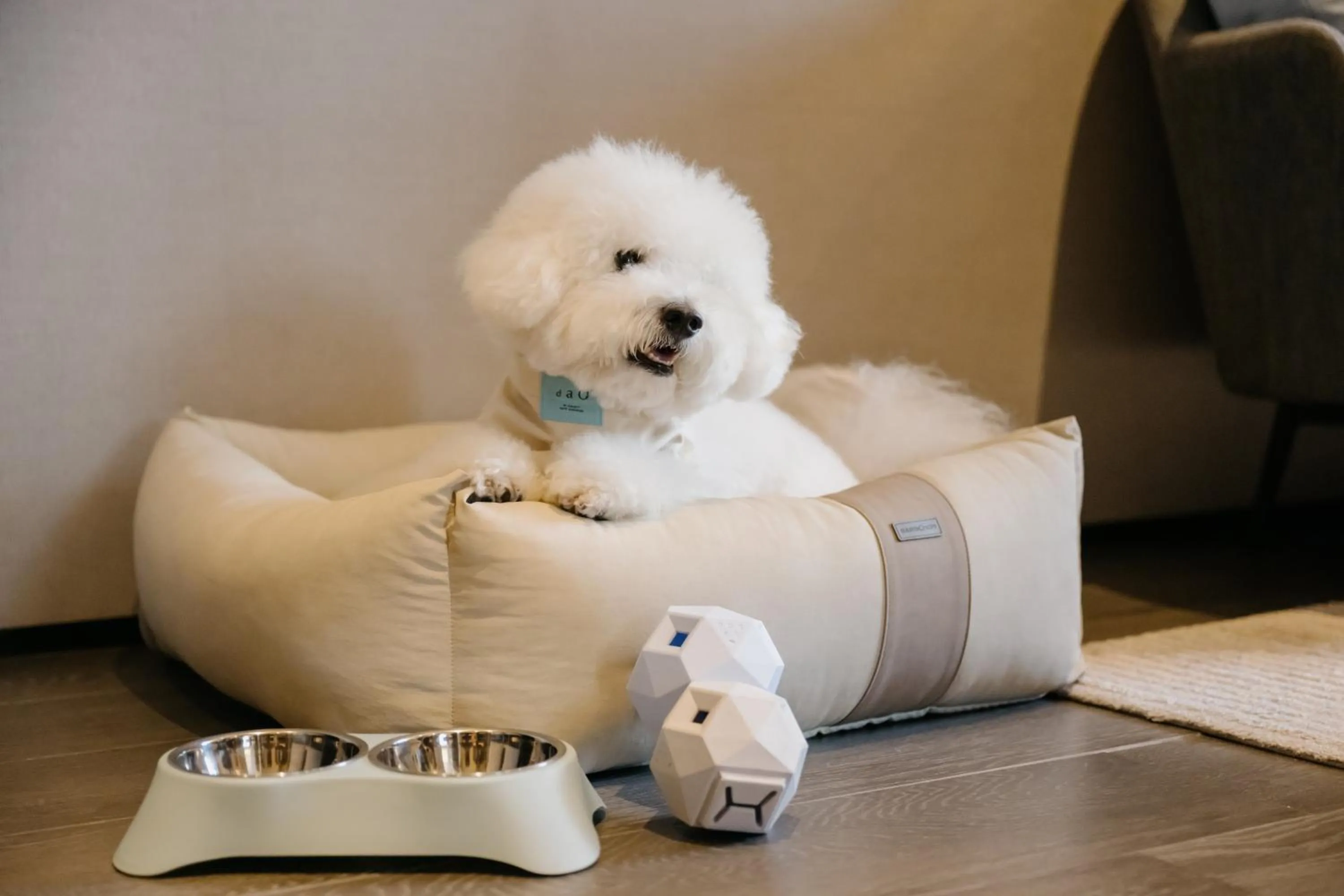 pet friendly in Dao by Dorsett AMTD Singapore