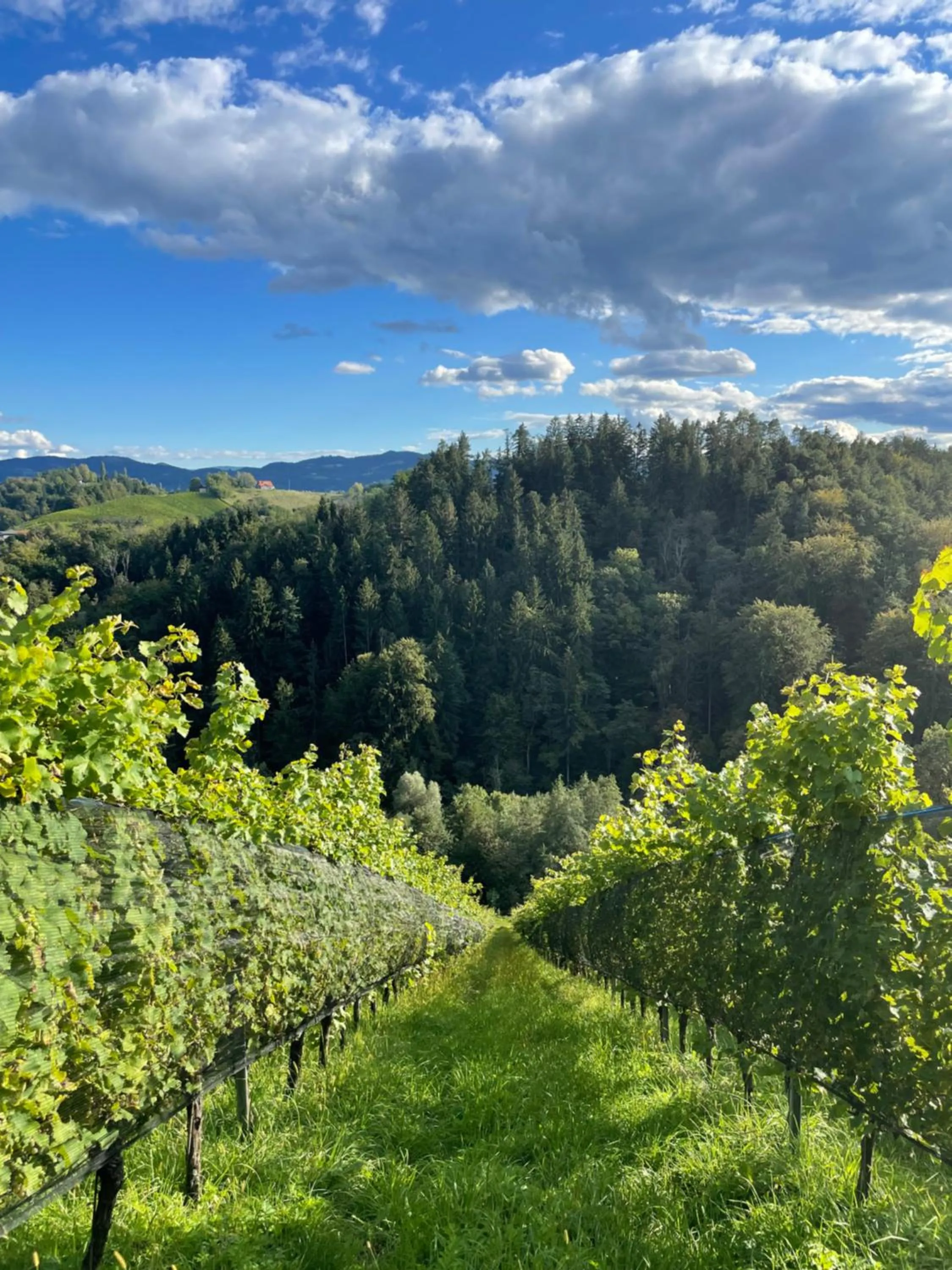 Natural landscape in Sattlerhof Genießerhotel & Weingut