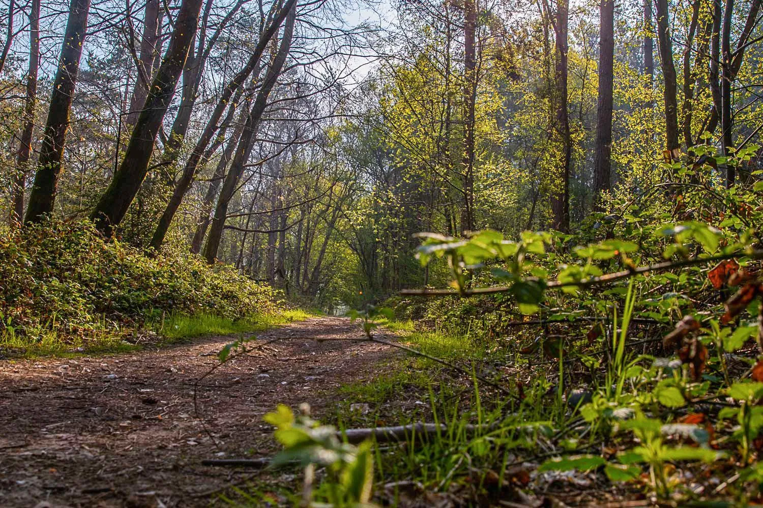 Natural landscape in Logis Hôtel & Restaurant - Le Relais de Montigny