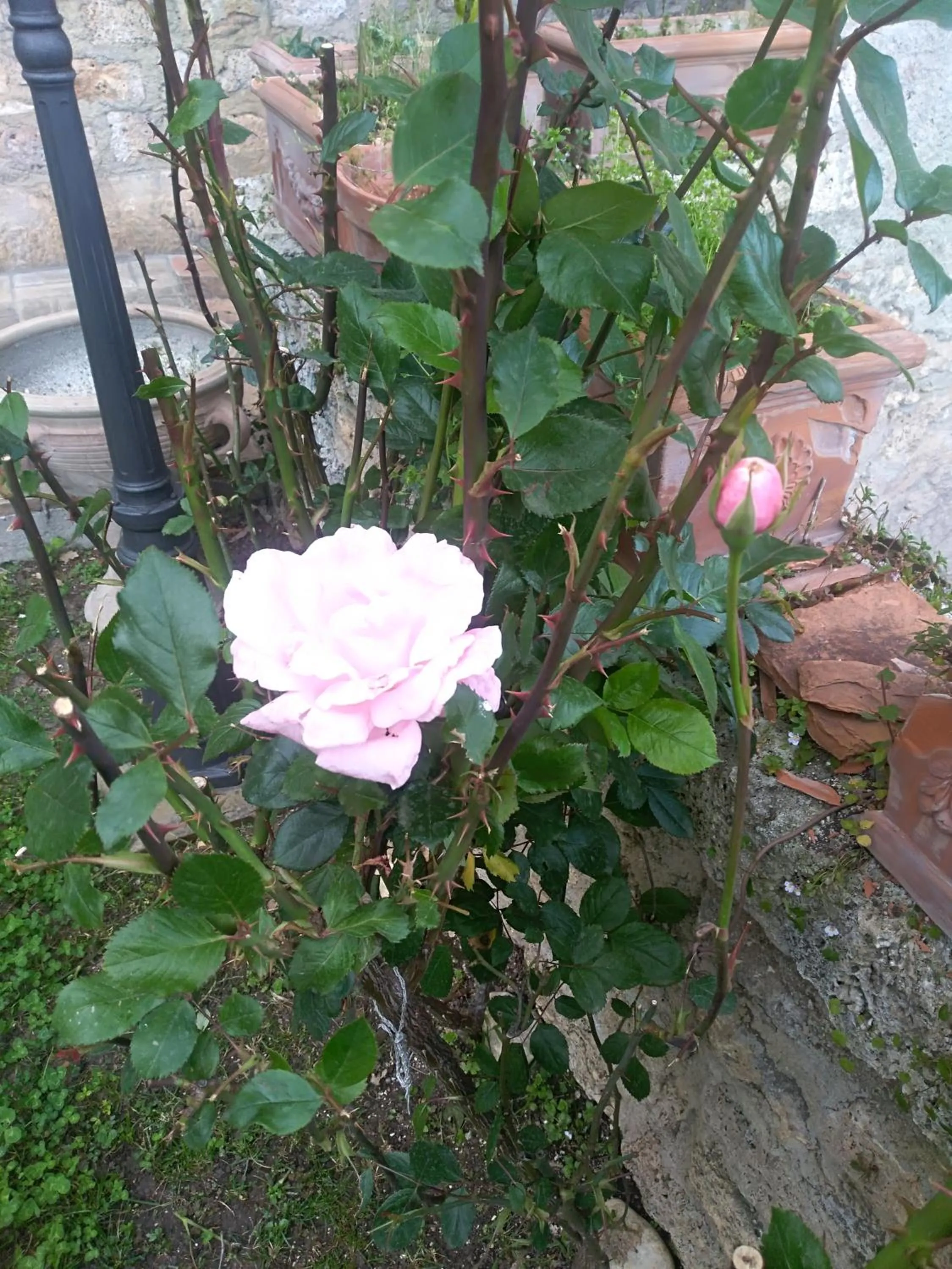 Garden in Palazzo Moraschi Subiaco