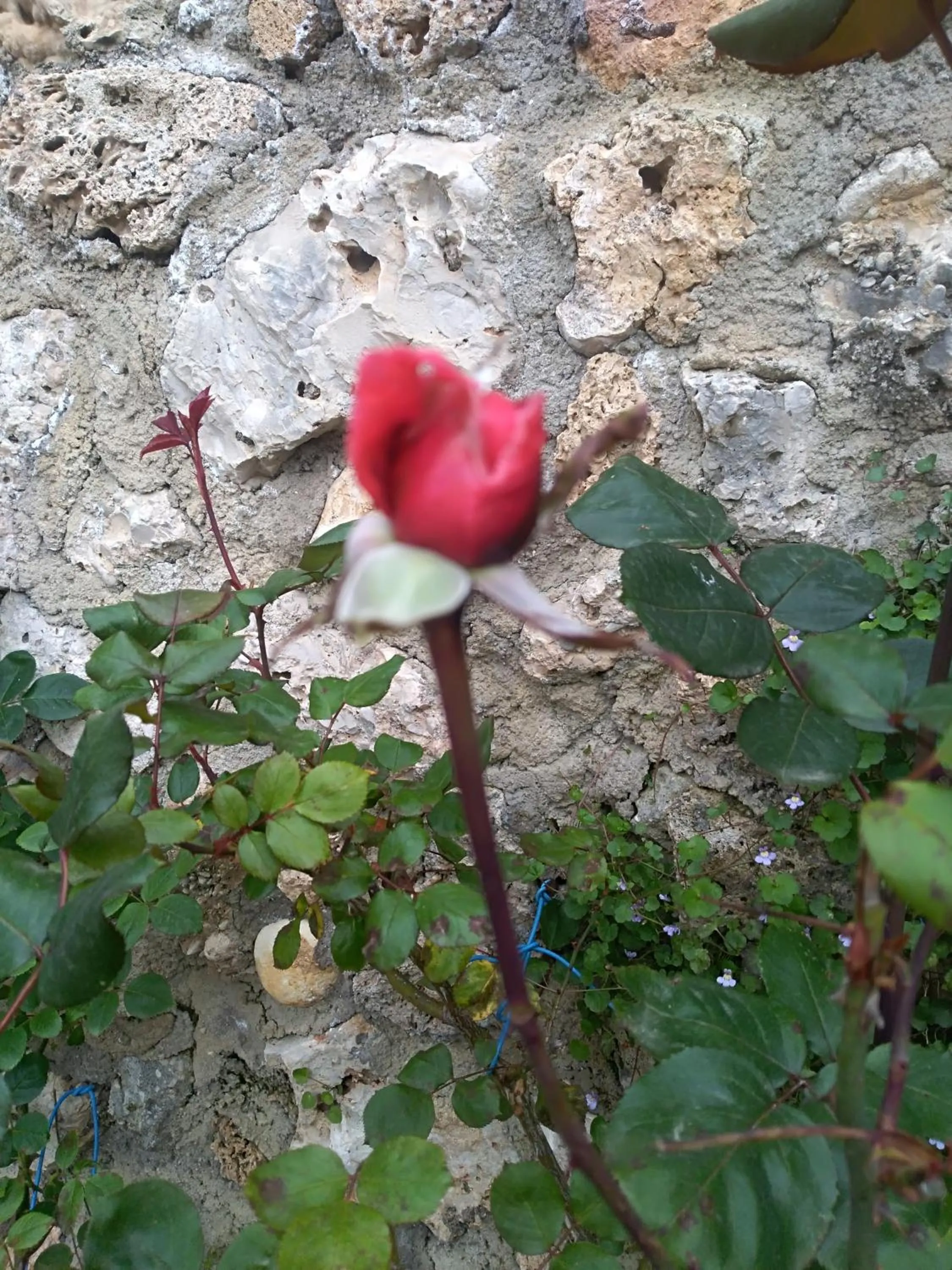 Garden in Palazzo Moraschi Subiaco