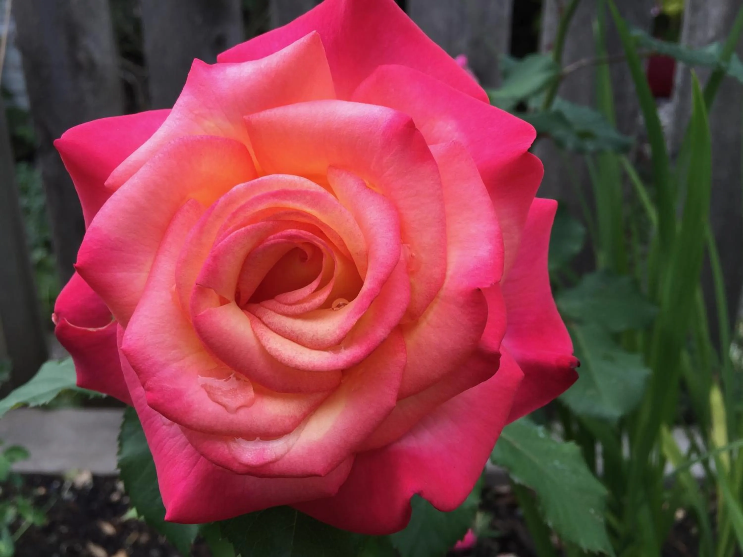 Summer in Cozy Bedrooms Guest House