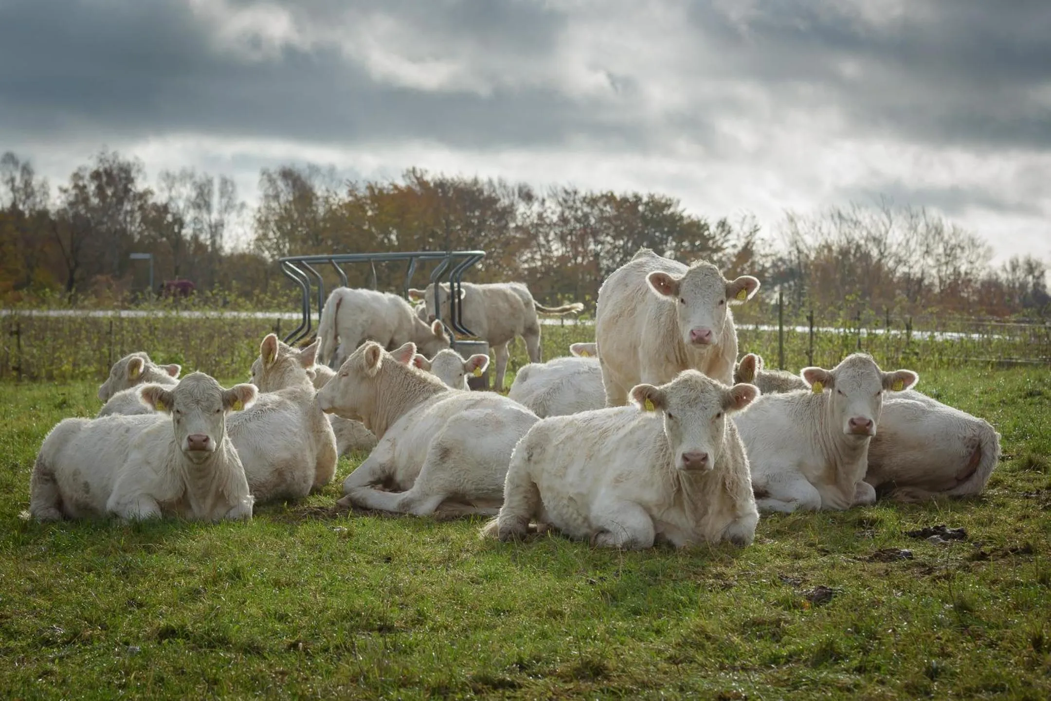 Natural landscape in Mellby Atelier på Österlen