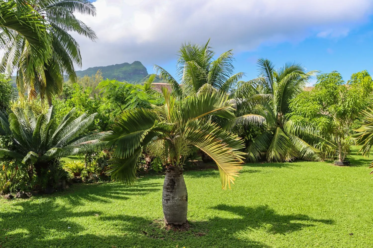 Garden in Bungalow Bali Hai
