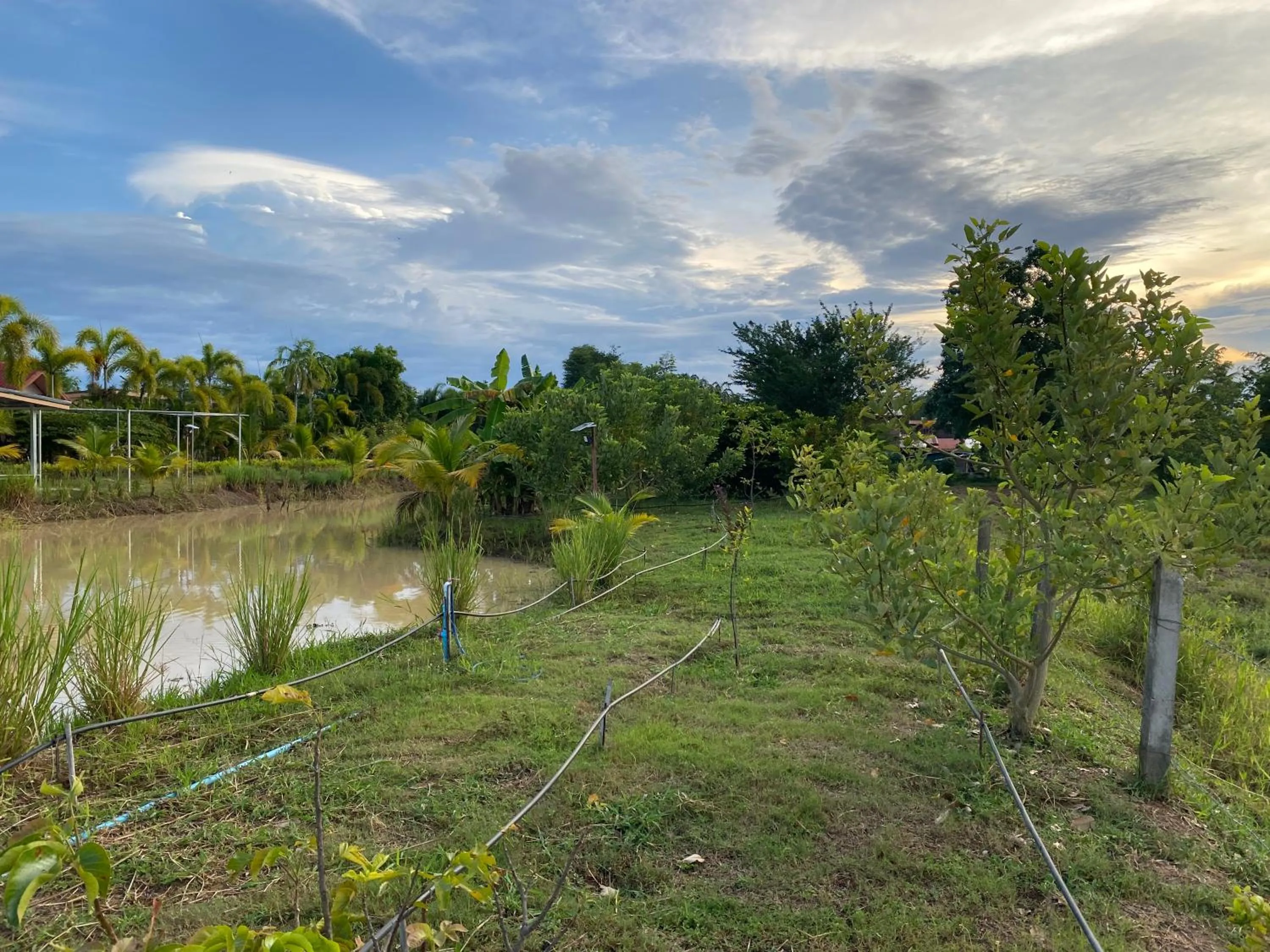 Garden view in Baan Suan Palm Resort
