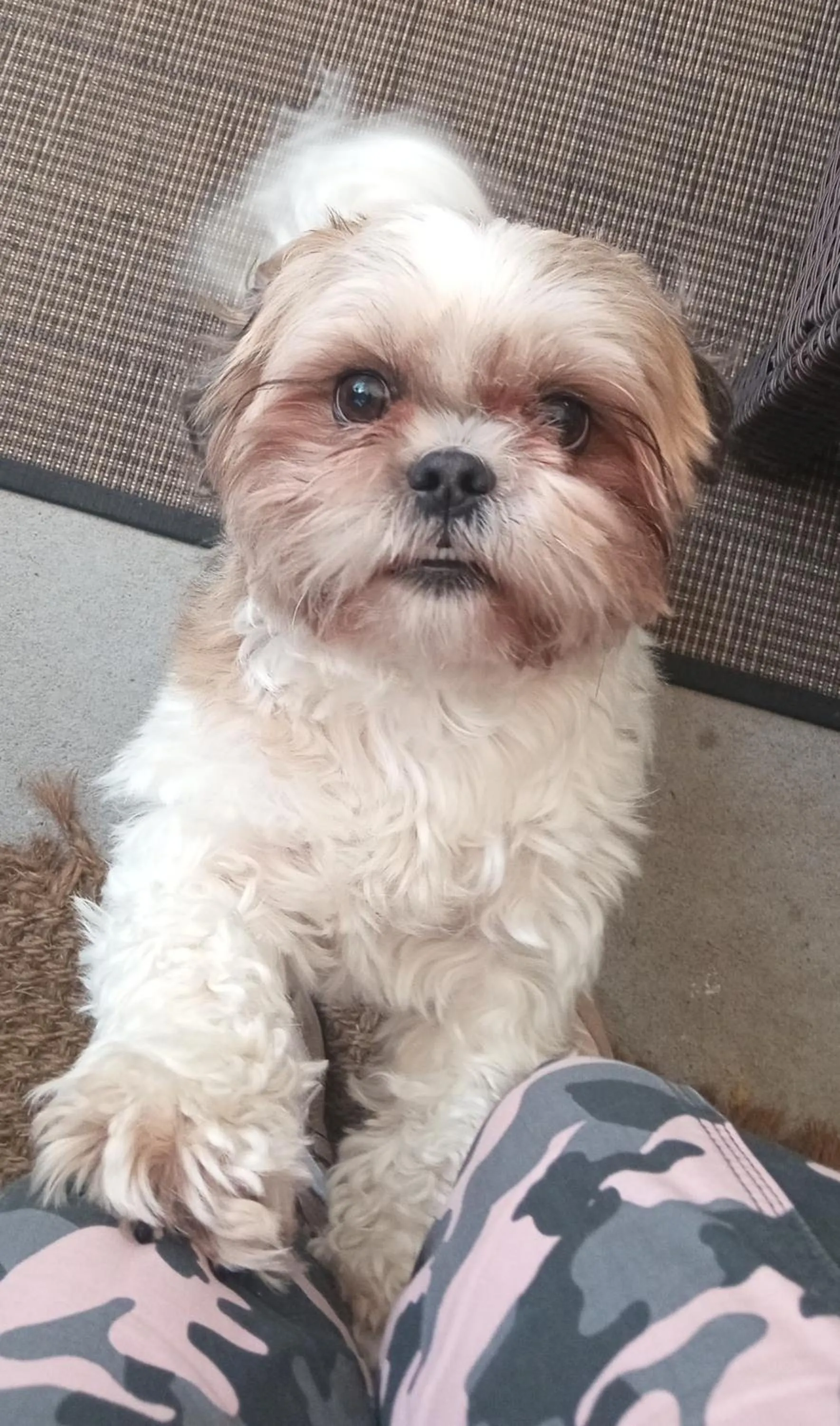 Animals in Tokaanu Lodge Motel