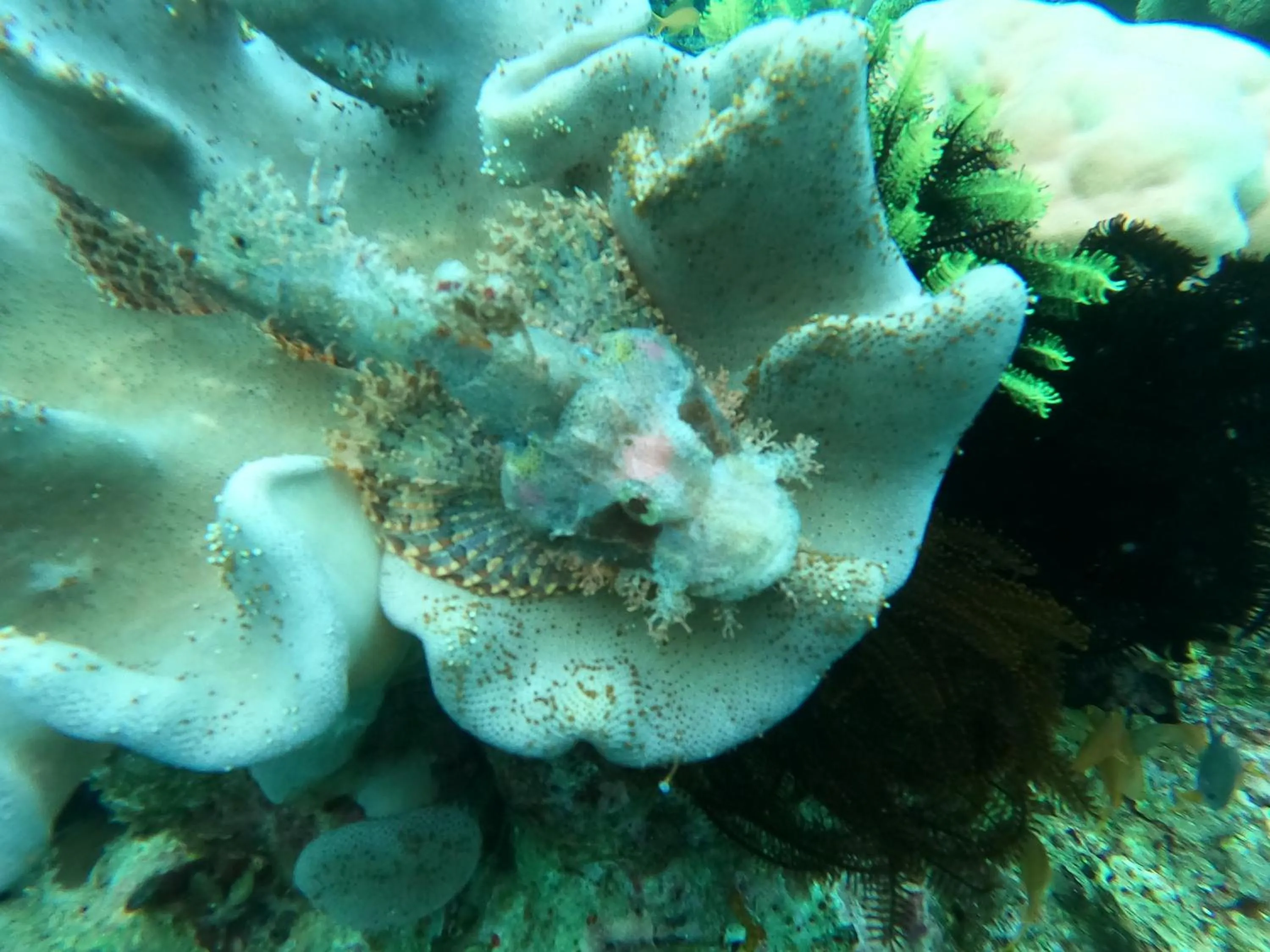 Cabilao Sunset Dive & Beach Resort