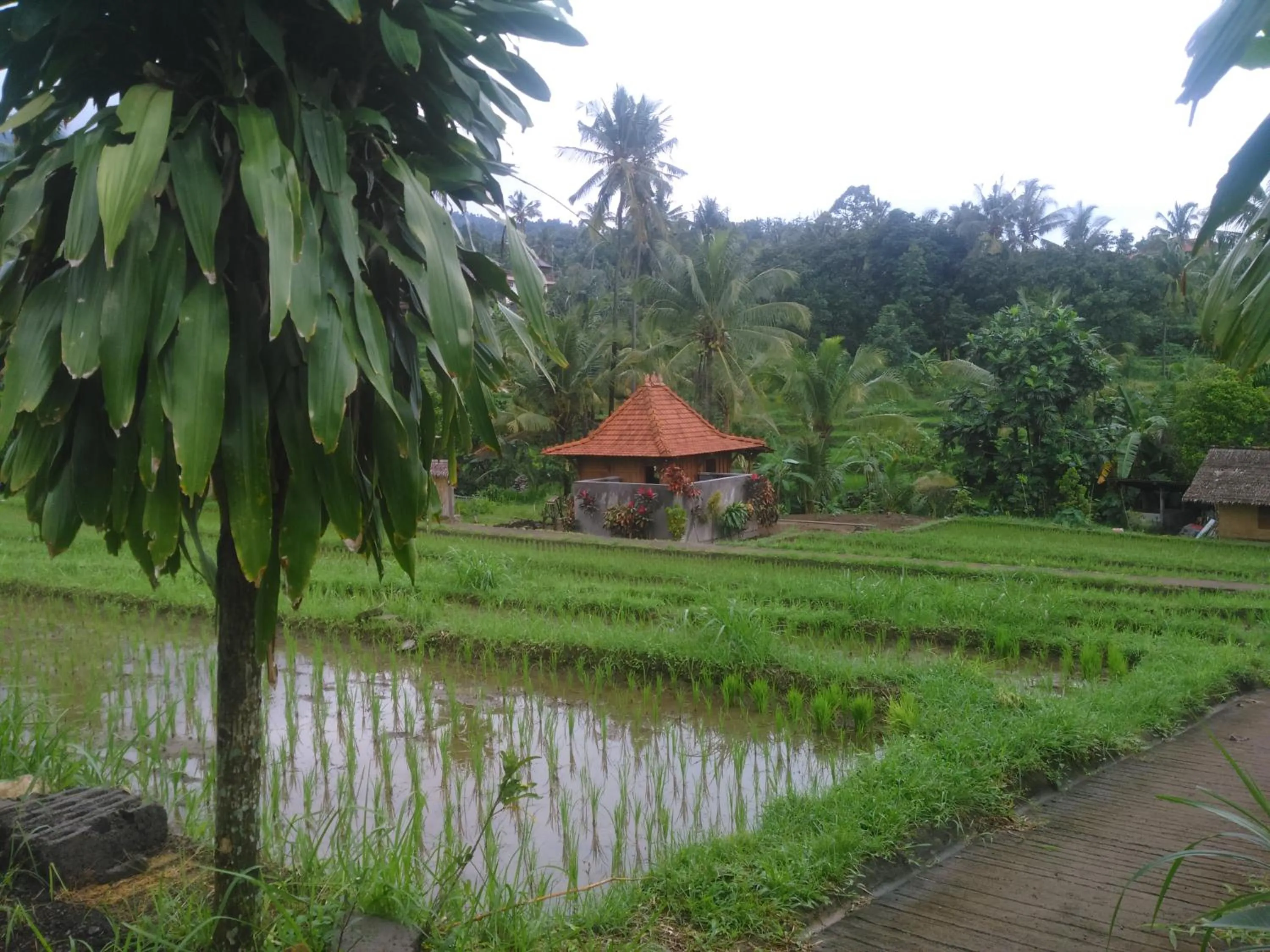 Natural landscape in Uma Nirmala Aling-Aling