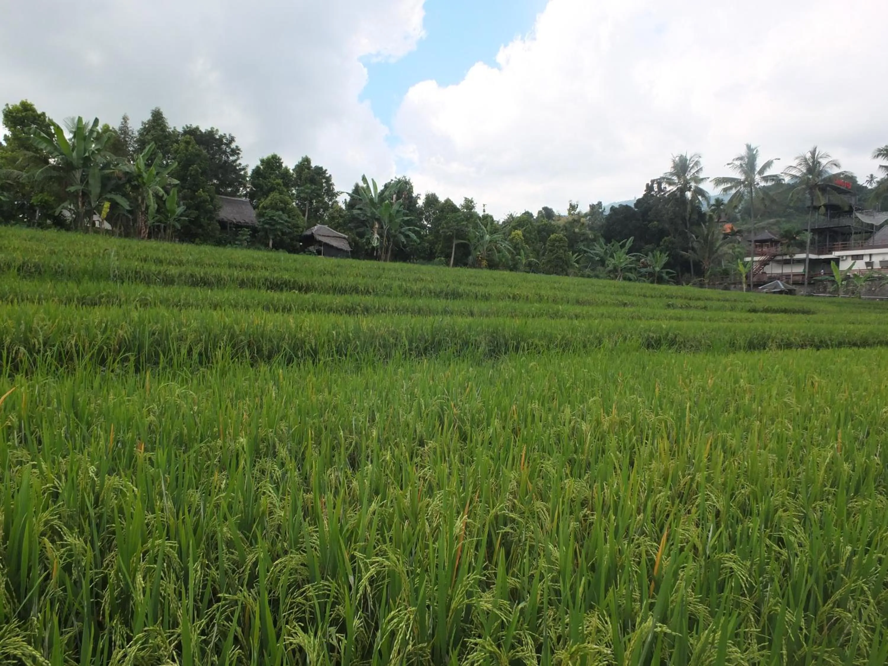 Natural landscape in Uma Nirmala Aling-Aling