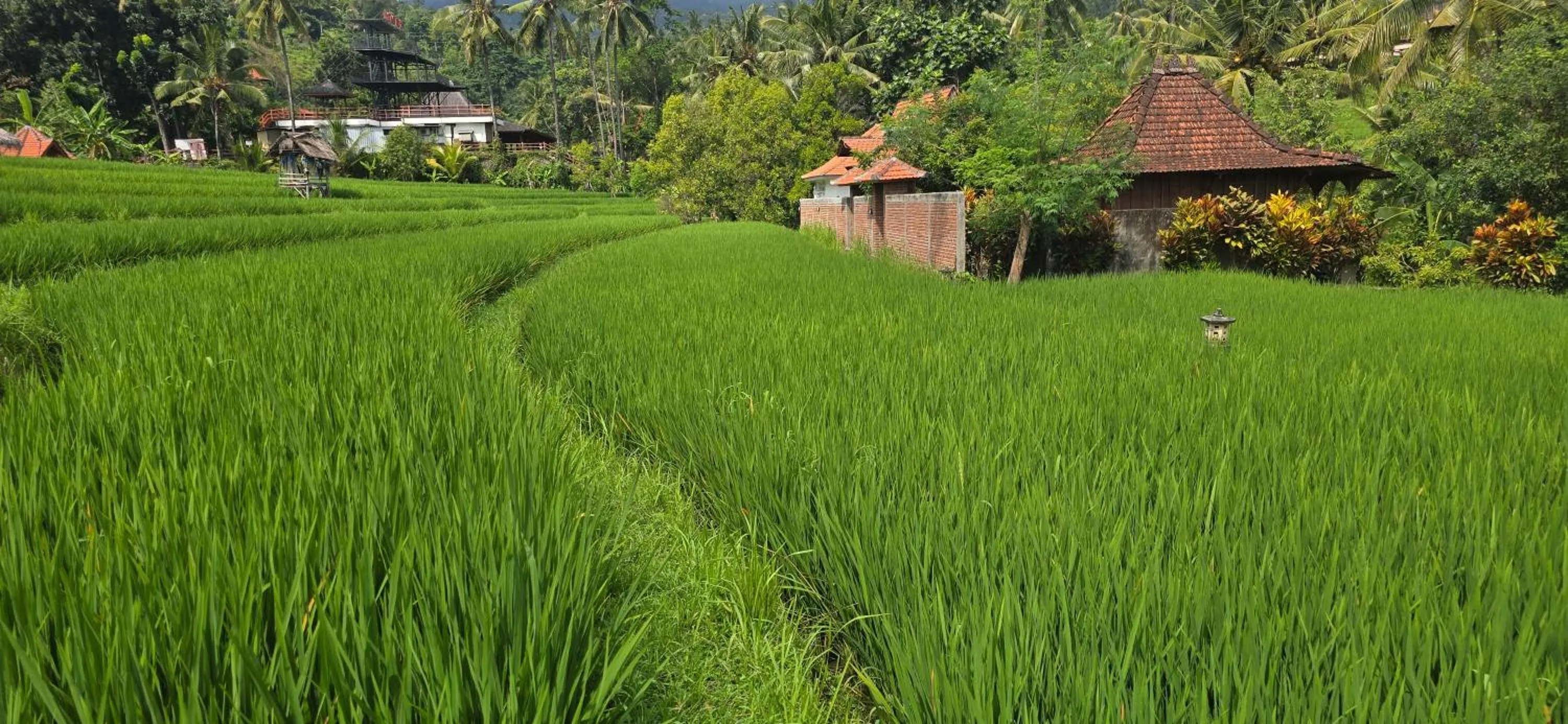 View (from property/room) in Uma Nirmala Aling-Aling