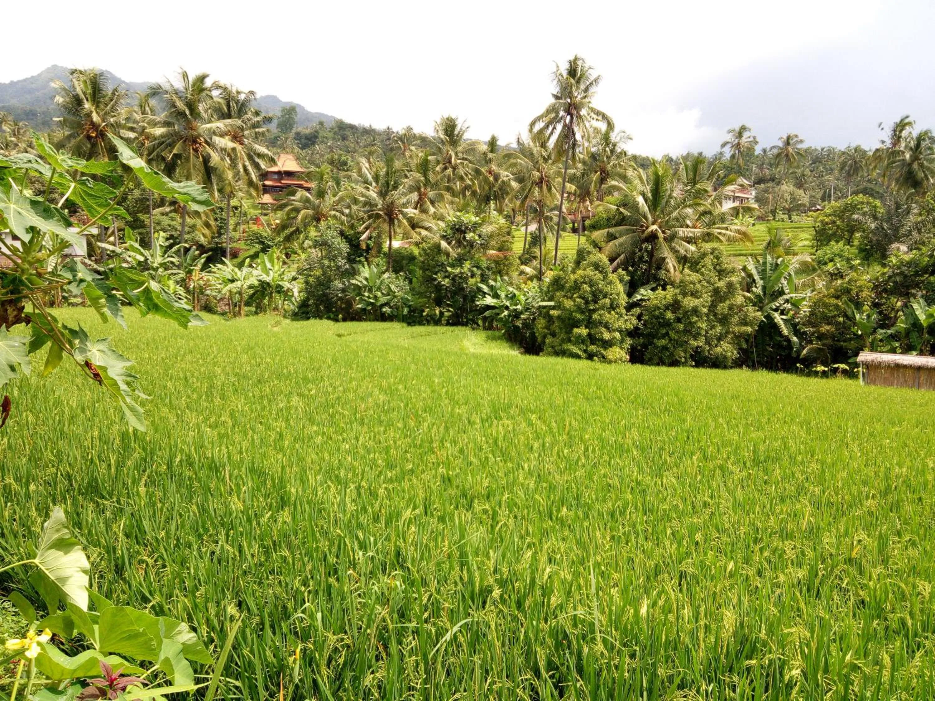 Landmark view in Uma Nirmala Aling-Aling