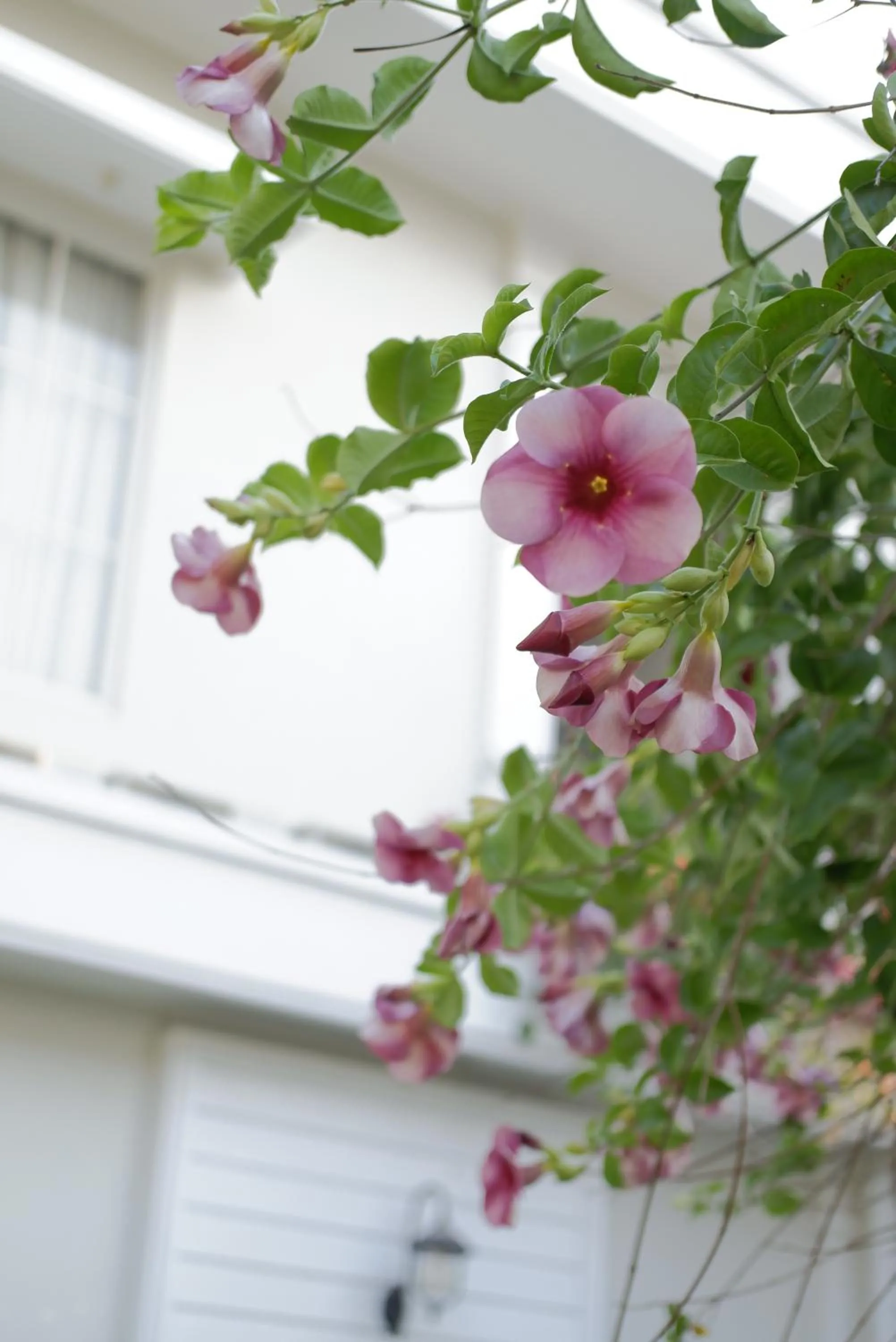 Sevilla Resort Magelang