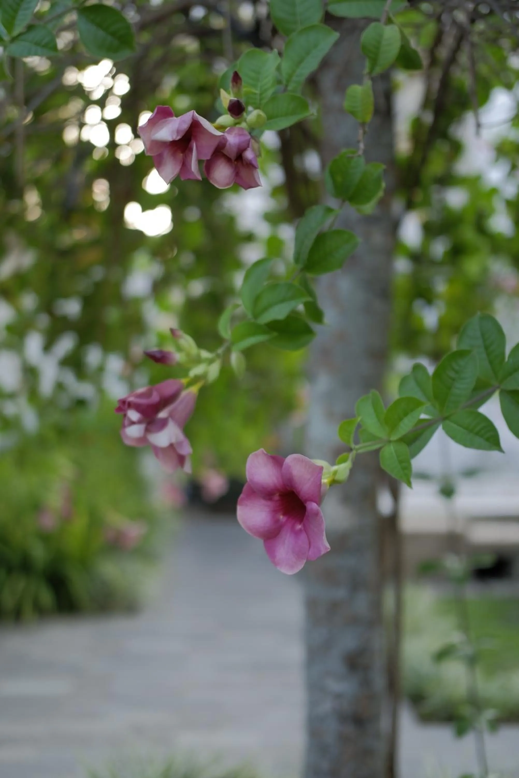 Sevilla Resort Magelang