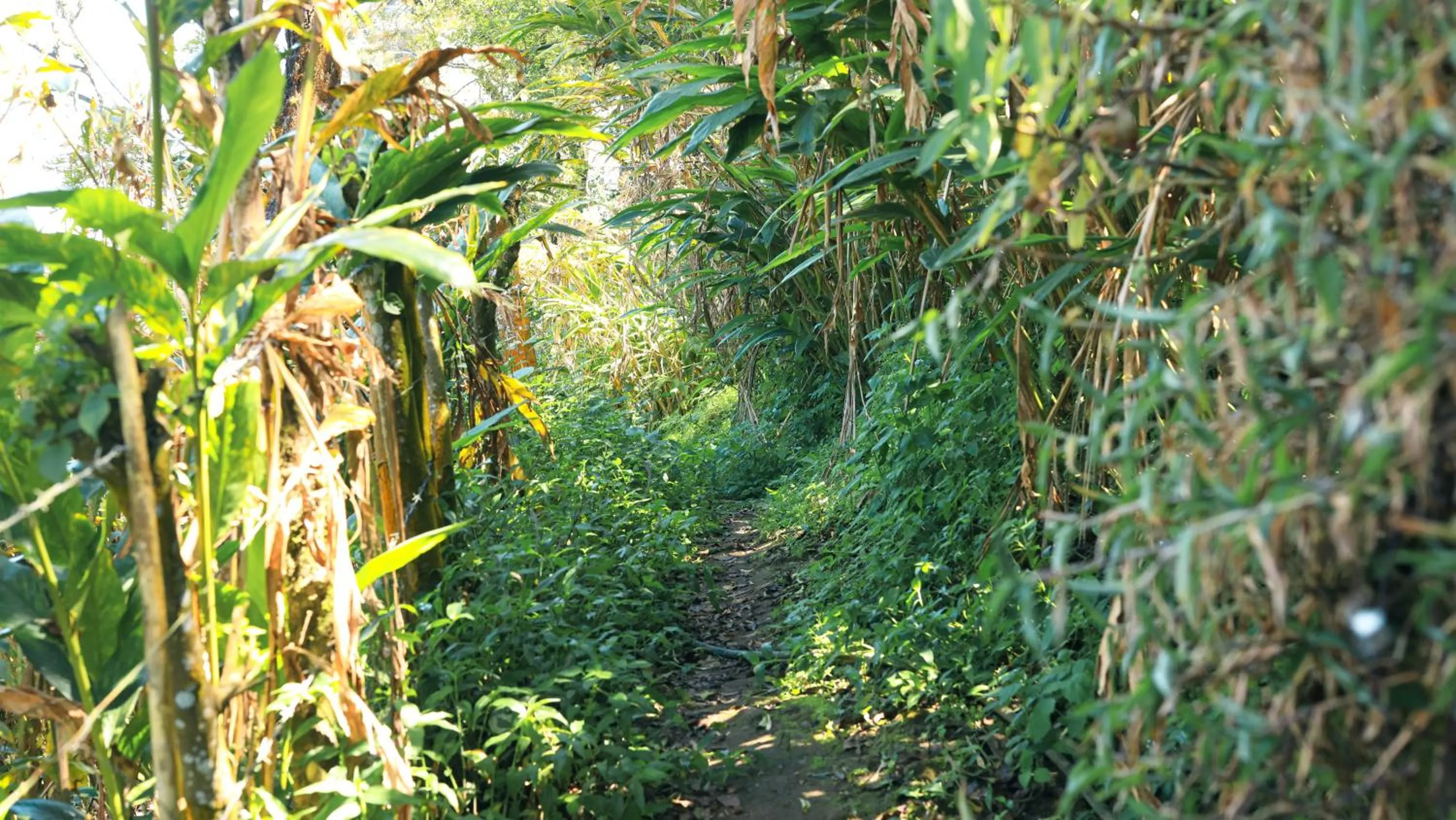 Area and facilities in Shola Crown Resort - Munnar