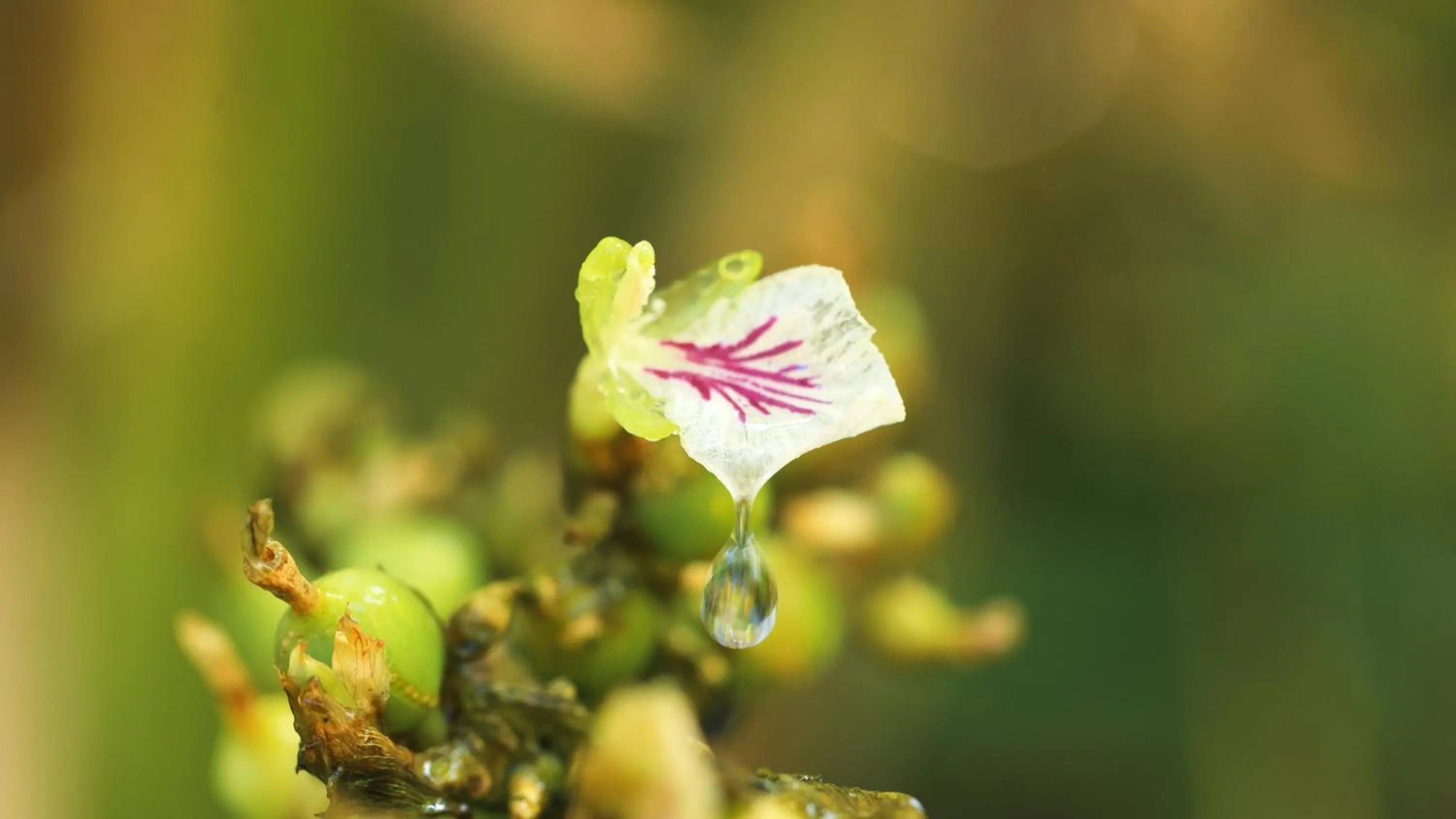 Area and facilities in Shola Crown Resort - Munnar