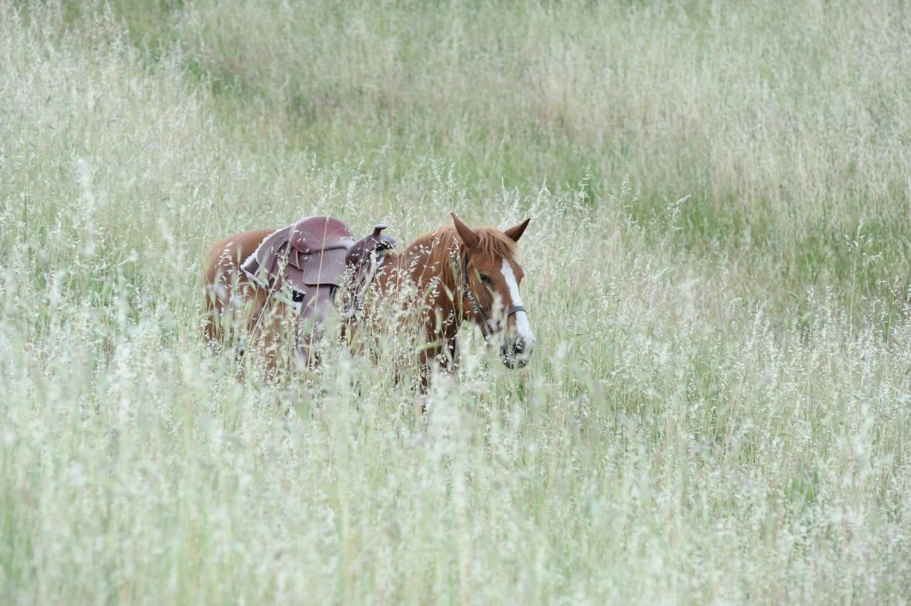 Horse-riding in Eliceto Resort & SPA