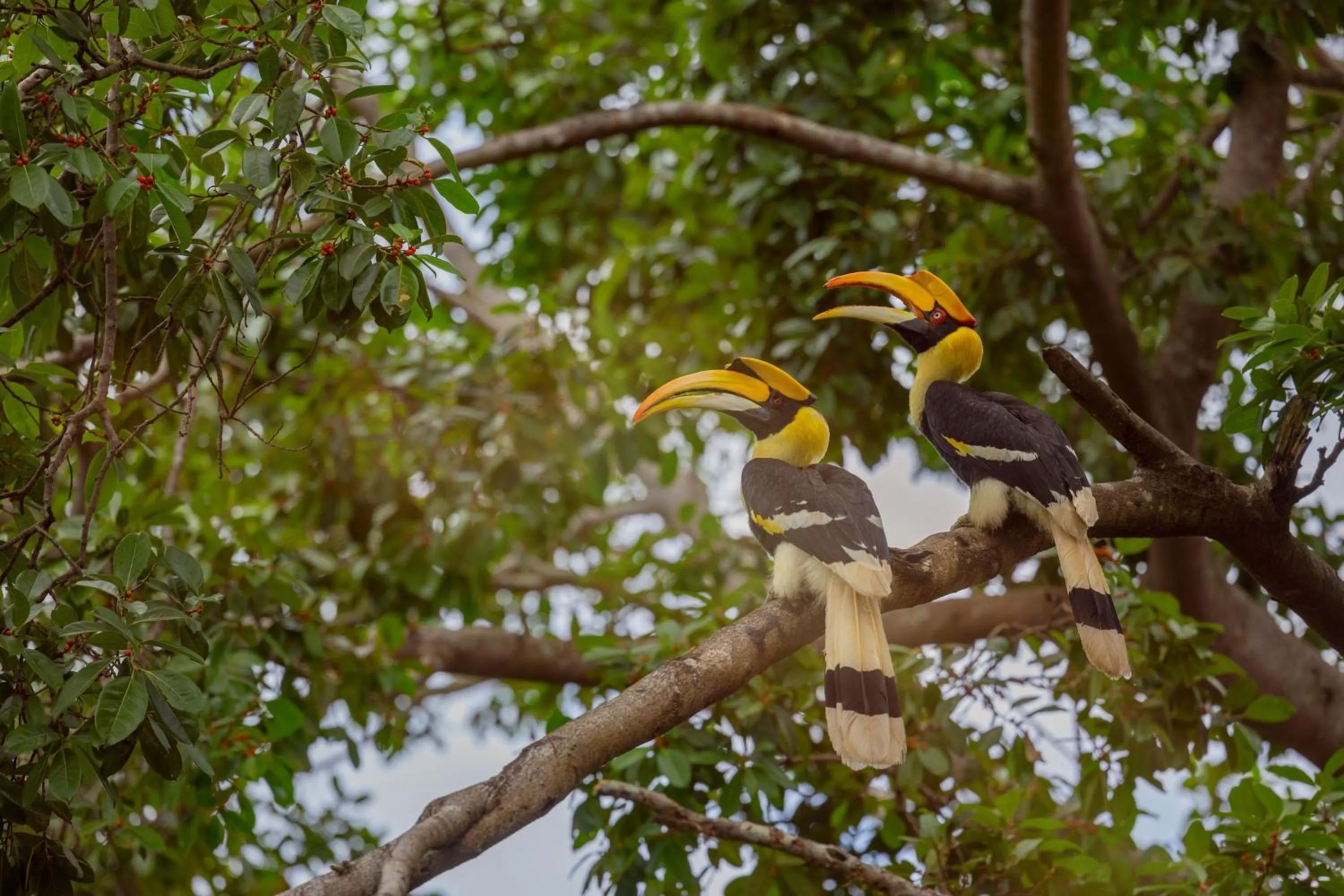 Other in The Ritz-Carlton, Langkawi