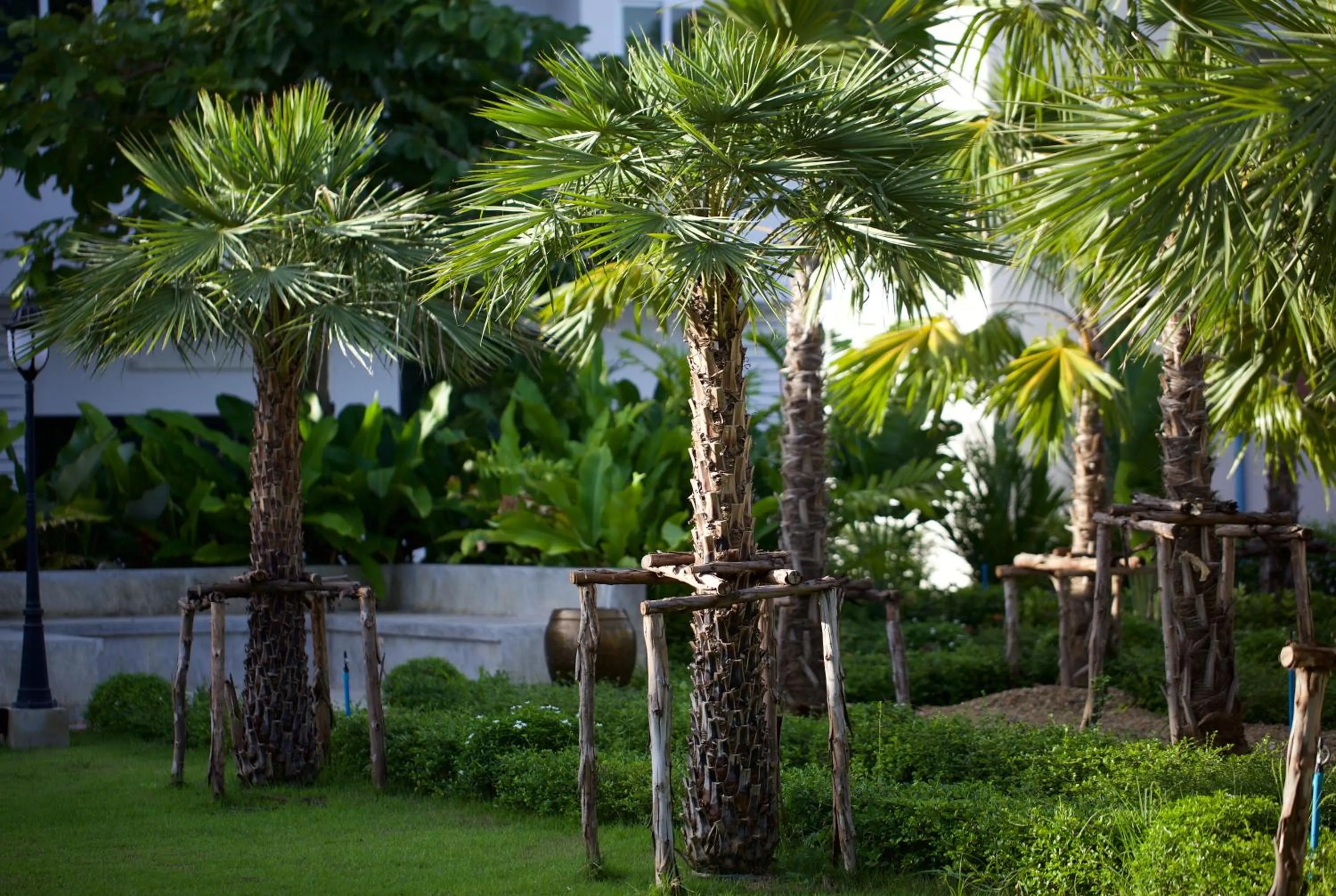 Garden view in Chez Bure - Bure Homestay