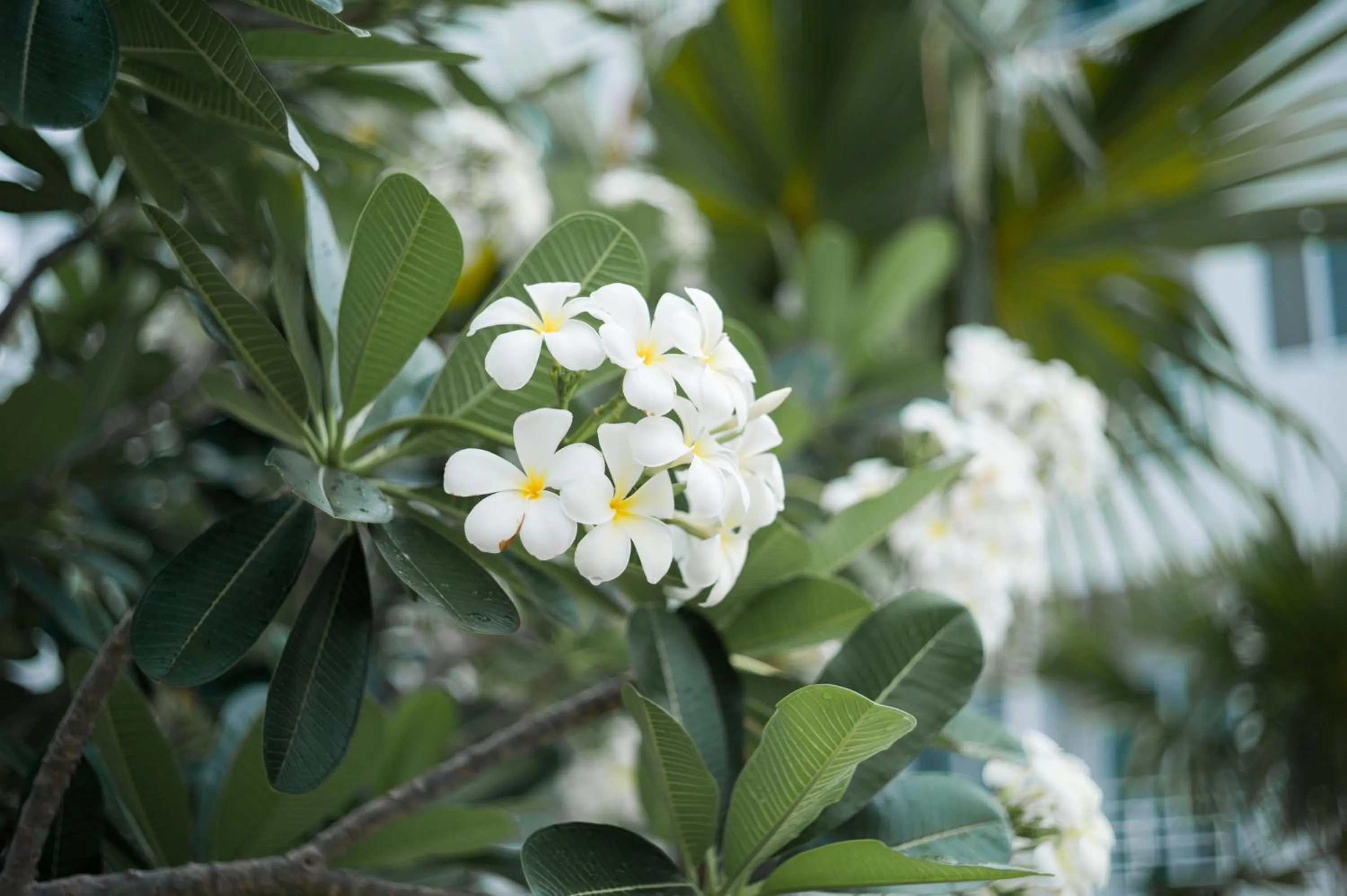 Other in Chez Bure - Bure Homestay