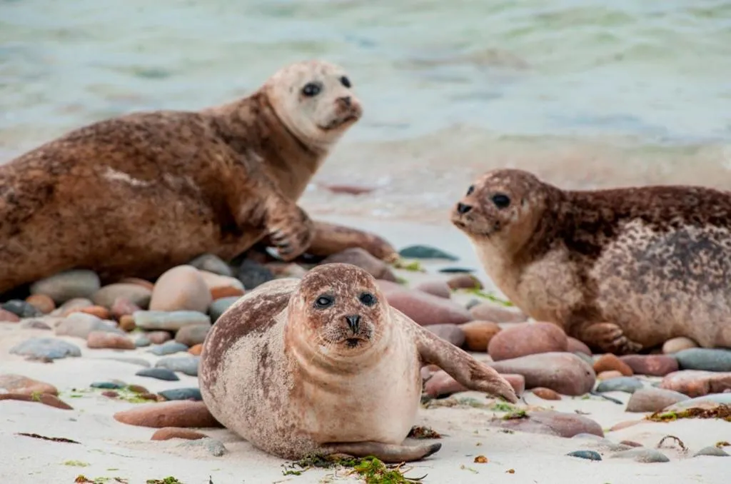 Animals in Fara 2 room, 1 bedroom - B&B private suite