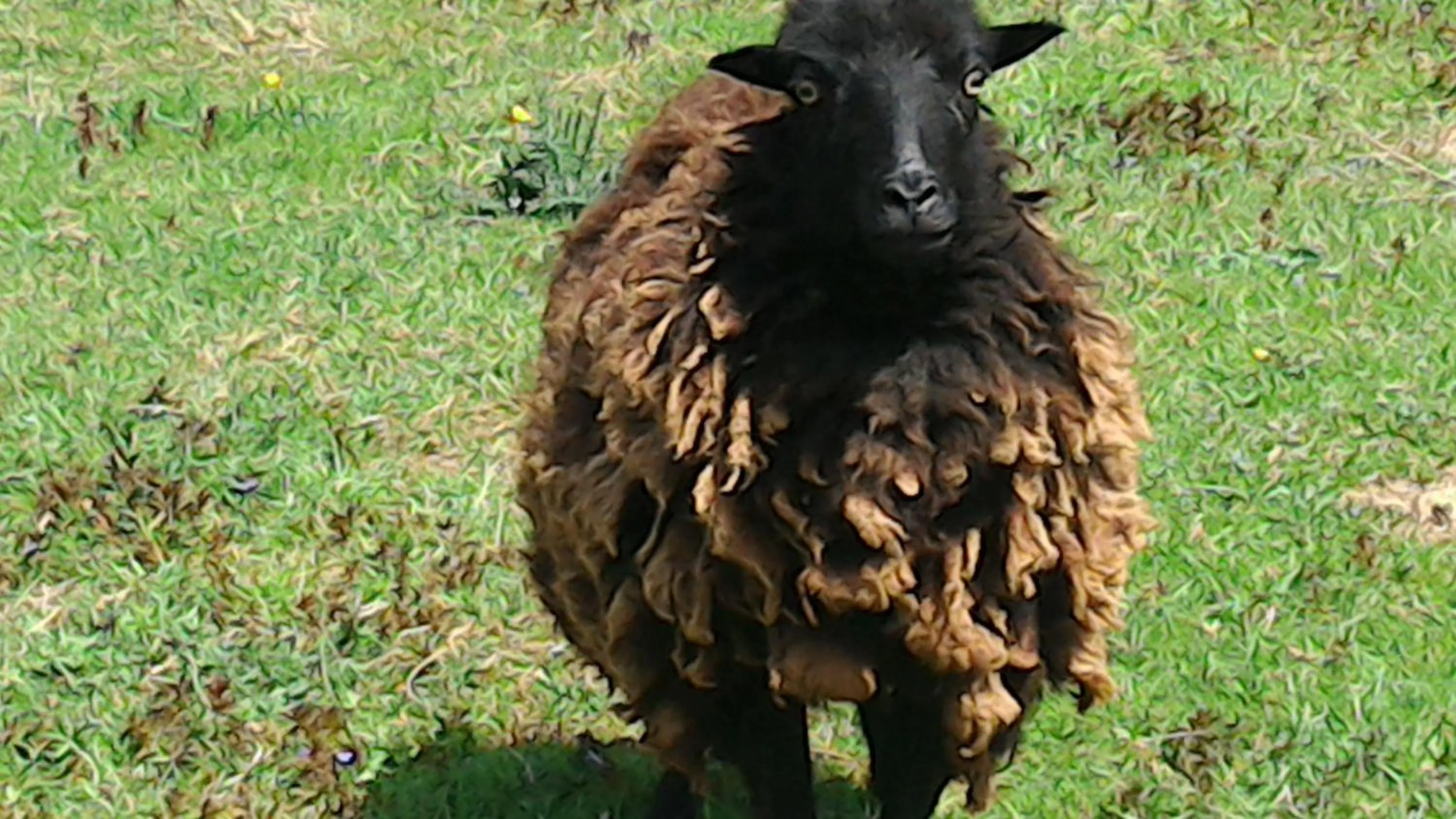 Animals in B&B Le Courtil