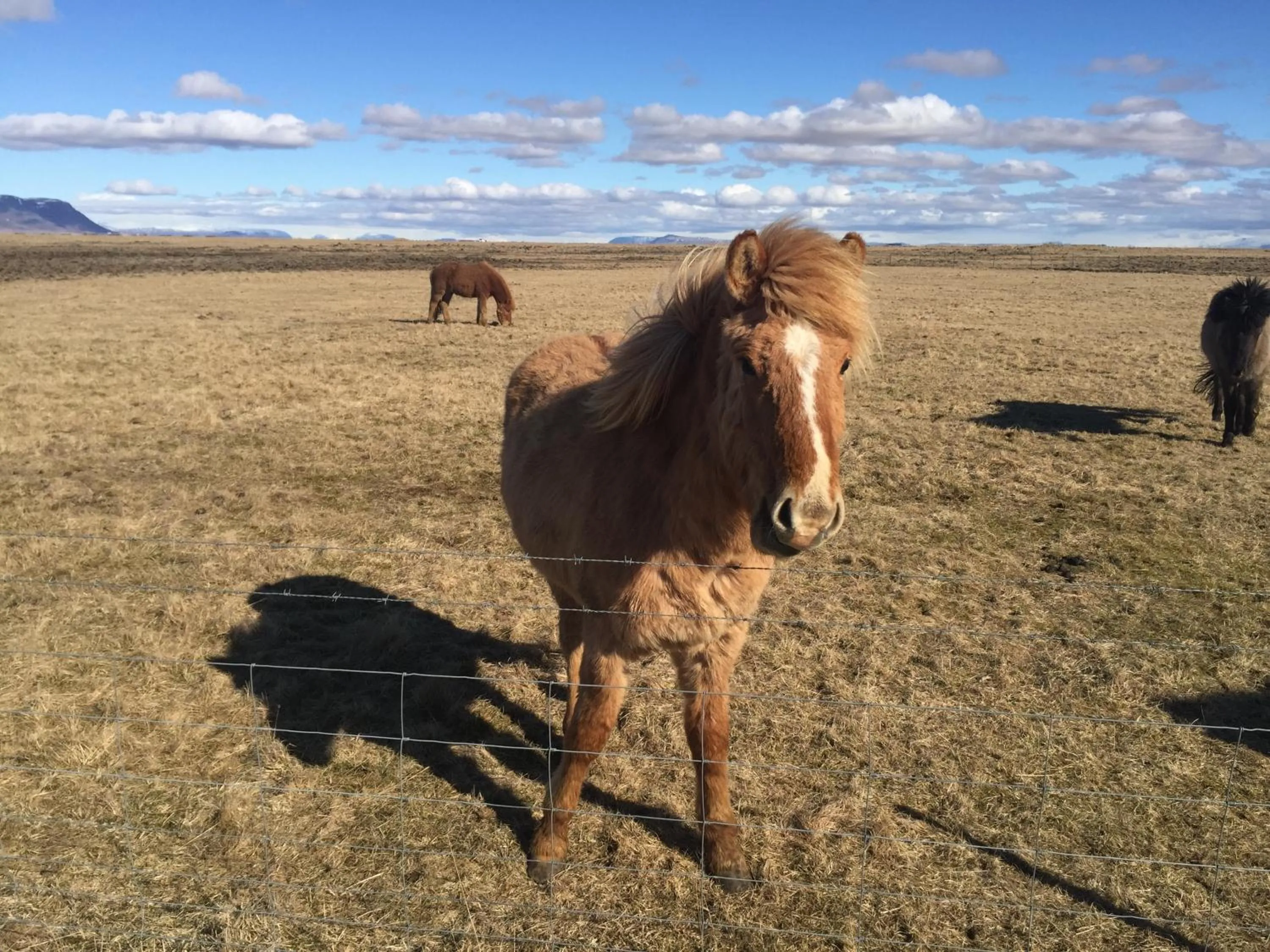 Ocean Beach Apartments