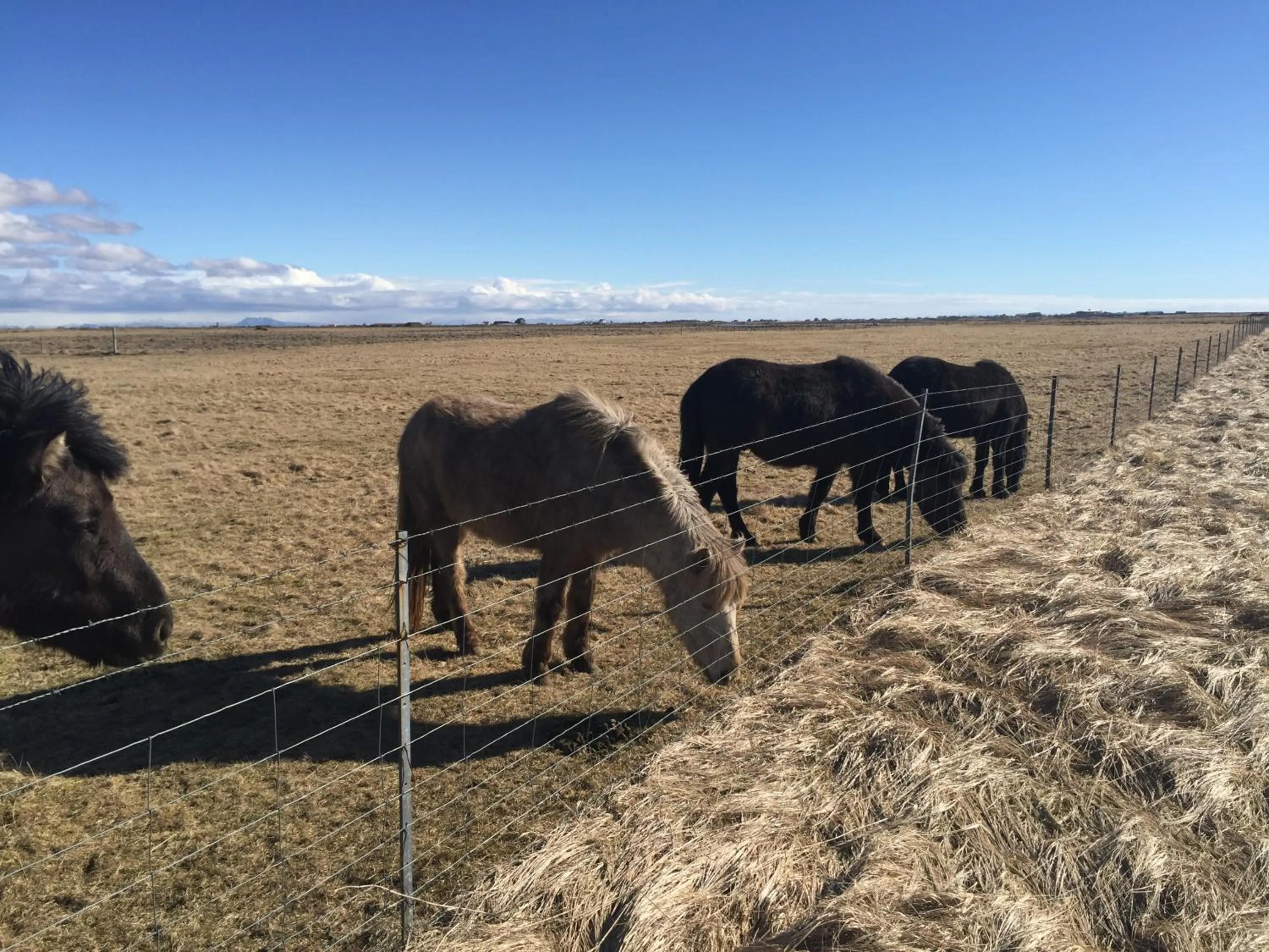 Ocean Beach Apartments