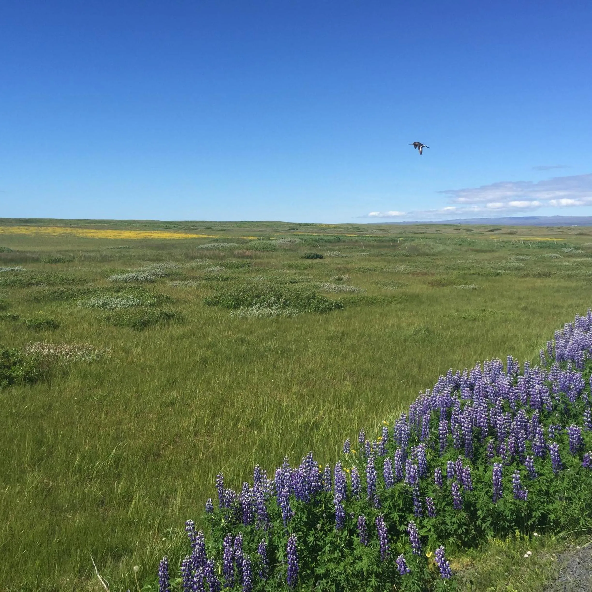 Ocean Beach Apartments