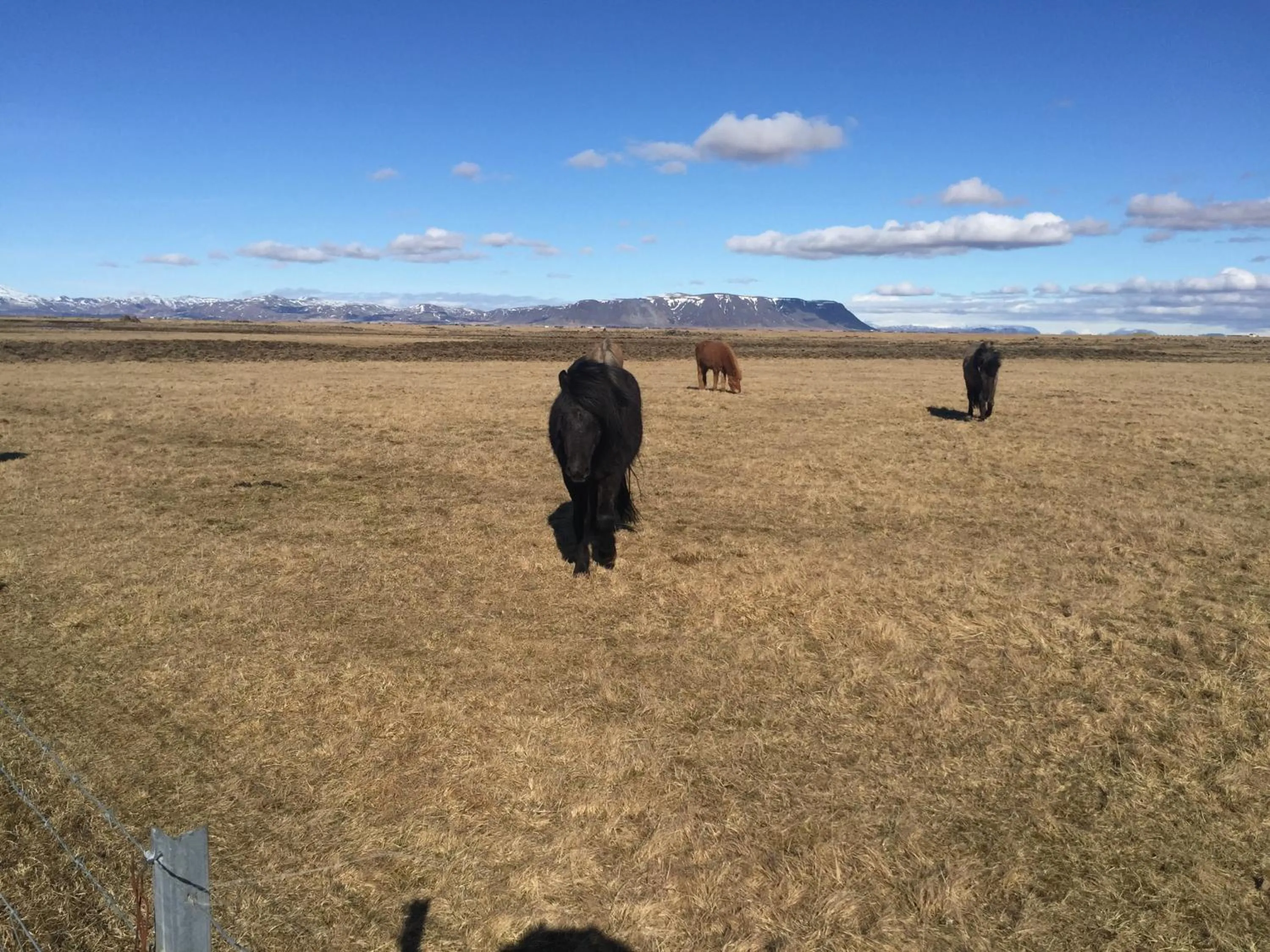 Ocean Beach Apartments
