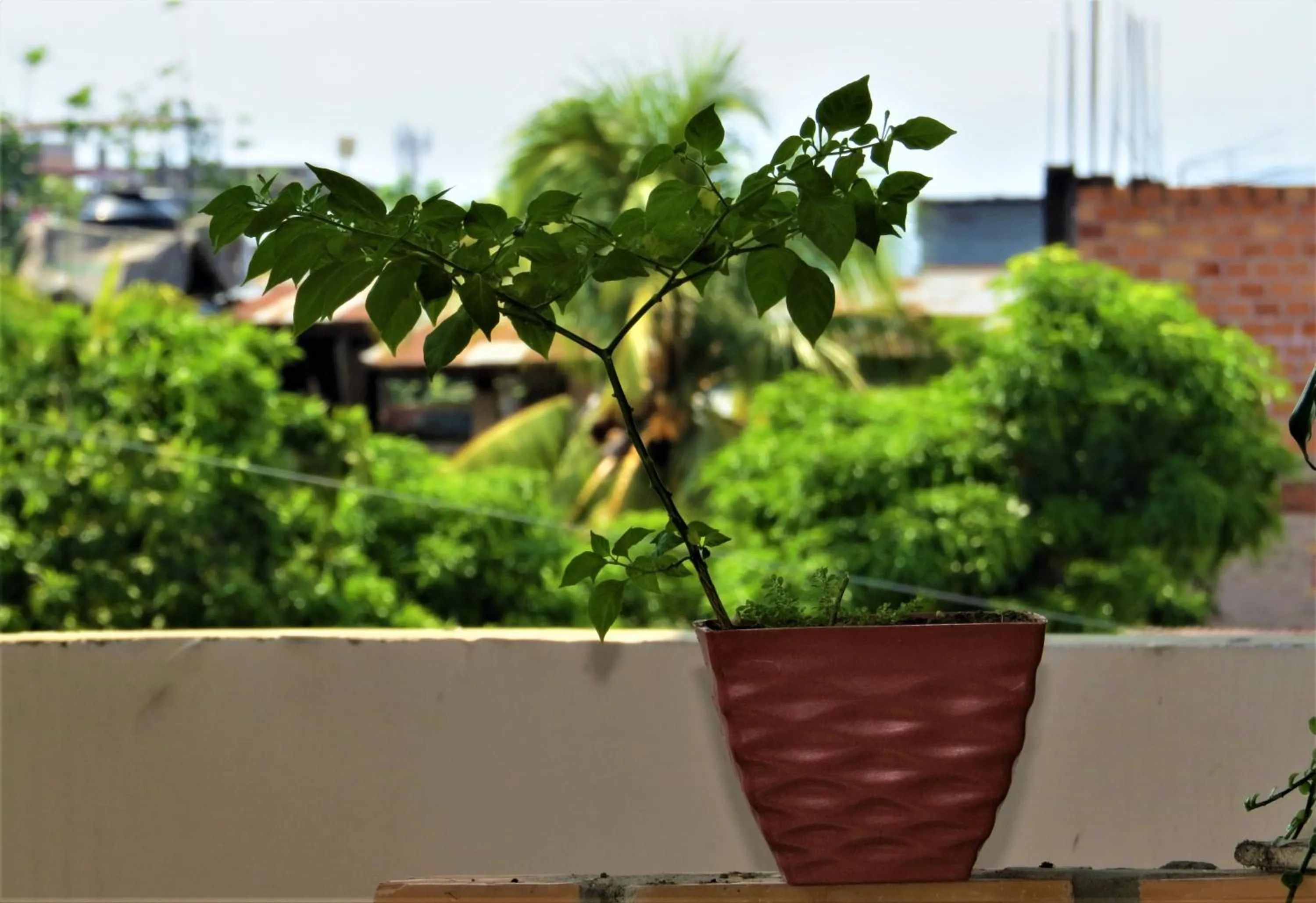 Balcony/Terrace in Flor del Valle Posada