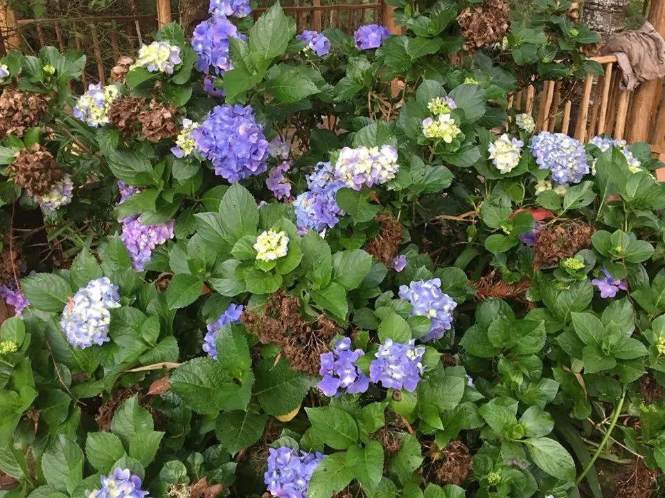 Garden in Pousada Chalés da Lua