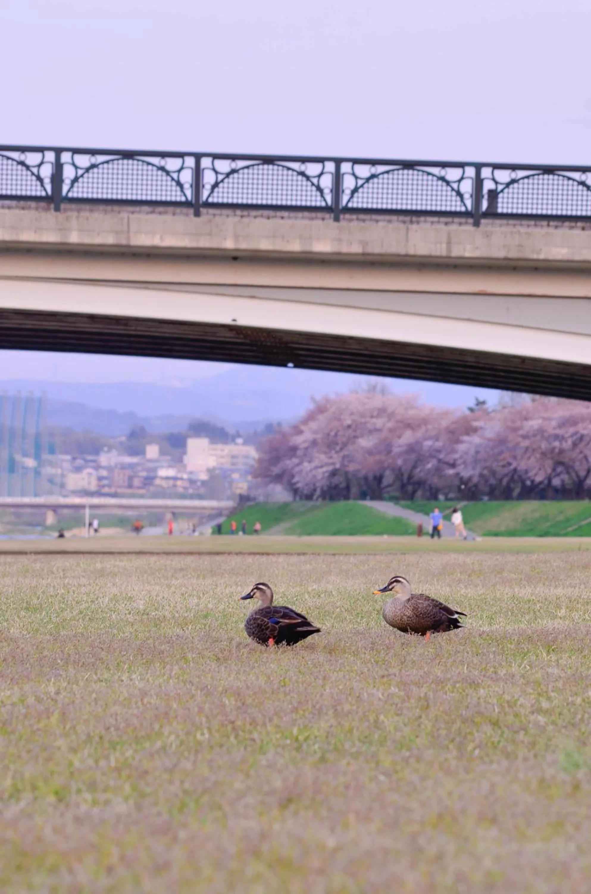 Property building in sararaso