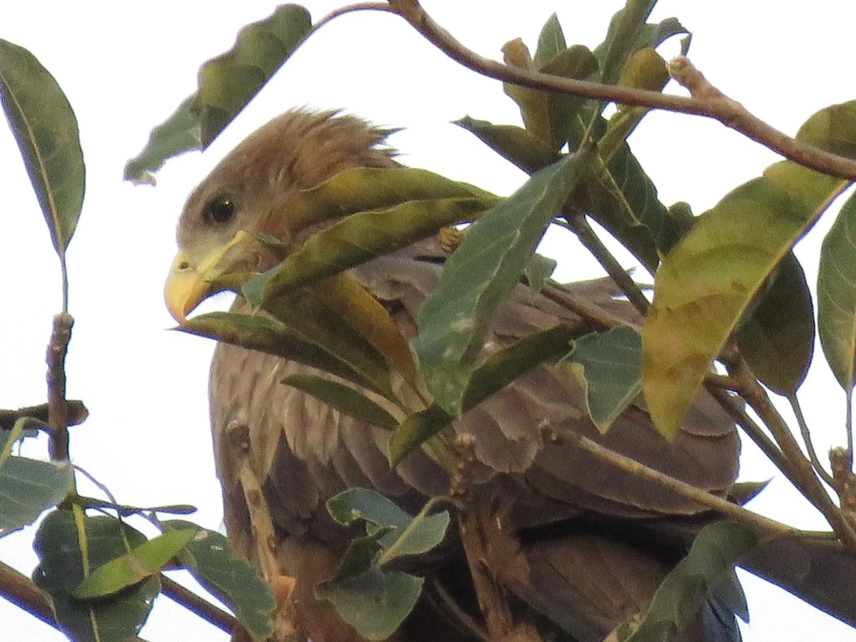 Boulevard Inn Mt Meru