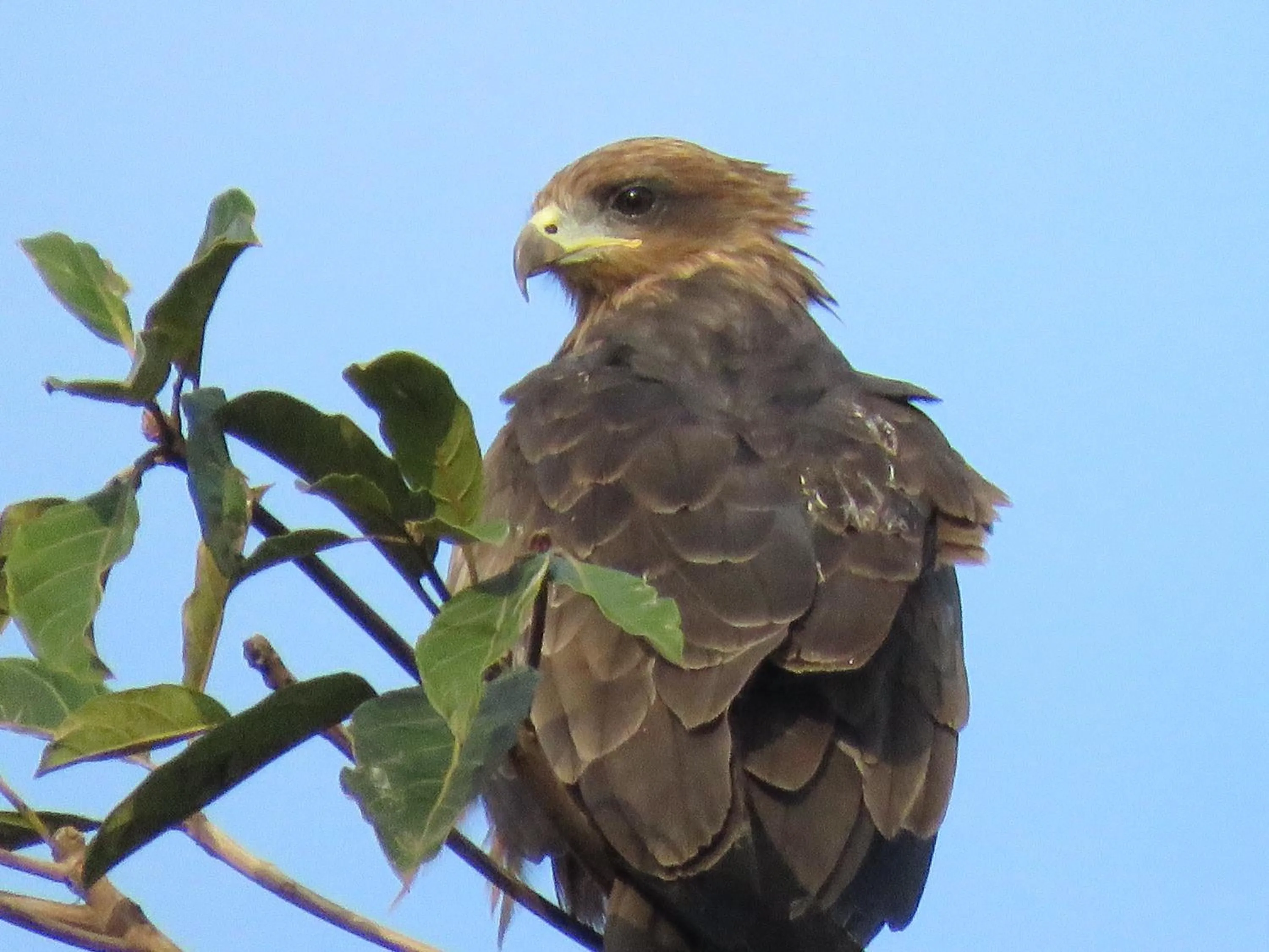 Boulevard Inn Mt Meru