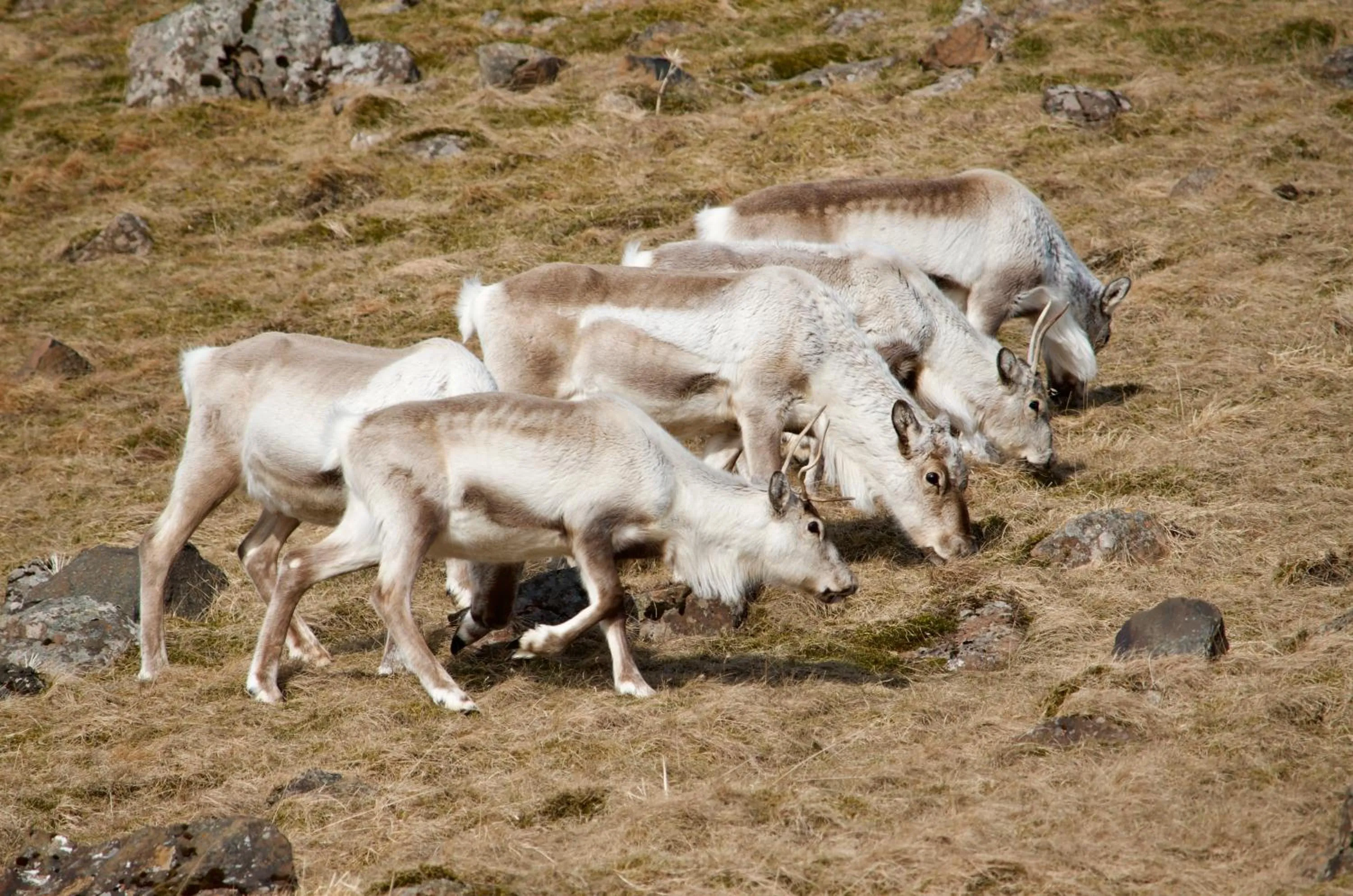 Krákhamar Apartments