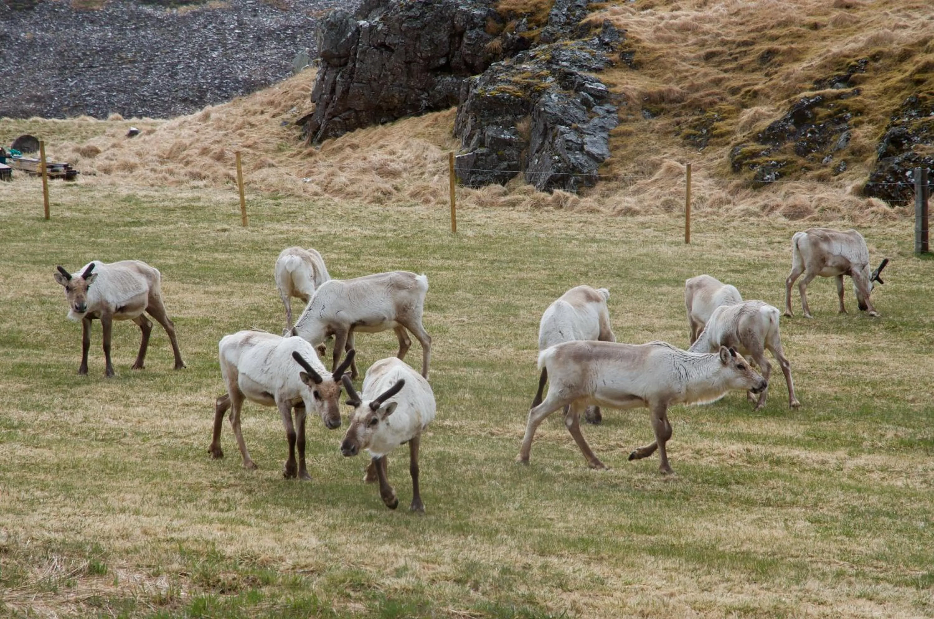 Animals in Krákhamar Apartments