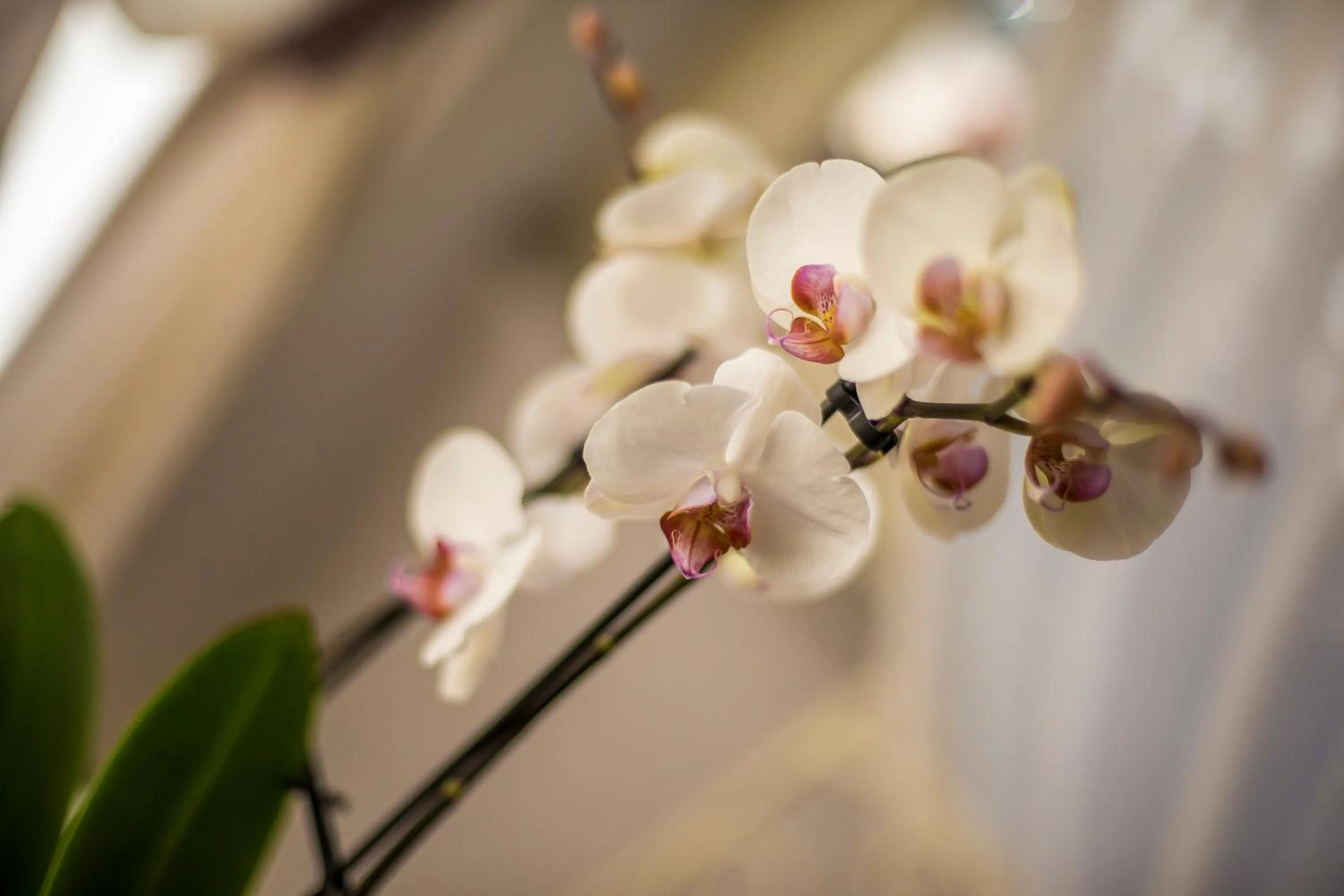 Decorative detail in Trastevere Royal Suite