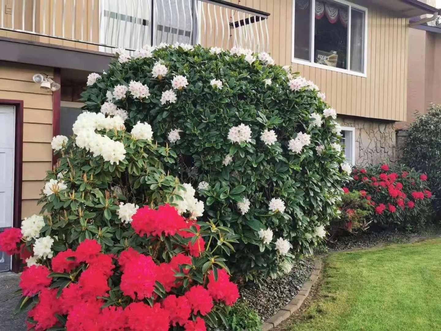 Richmond Vancouver Airport Comfy Home