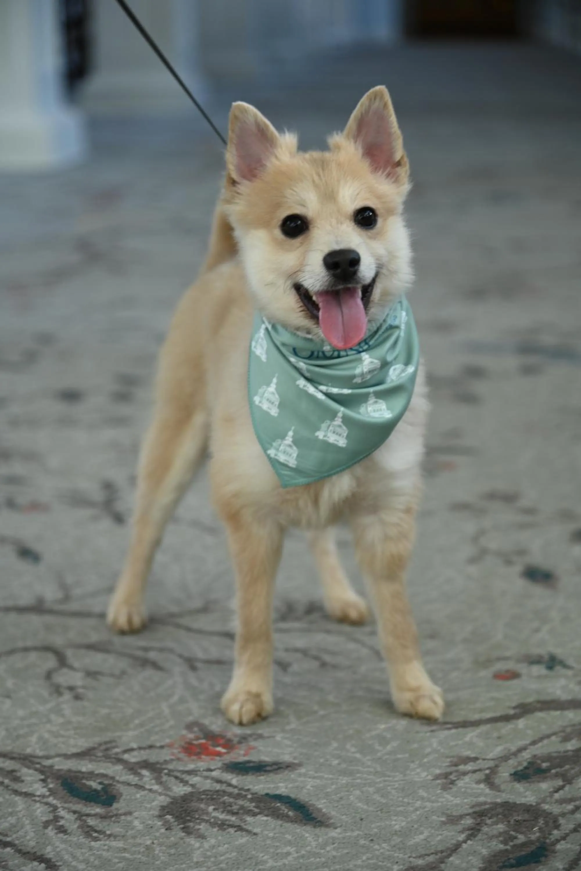 Pets in The Omni Homestead Resort & Spa