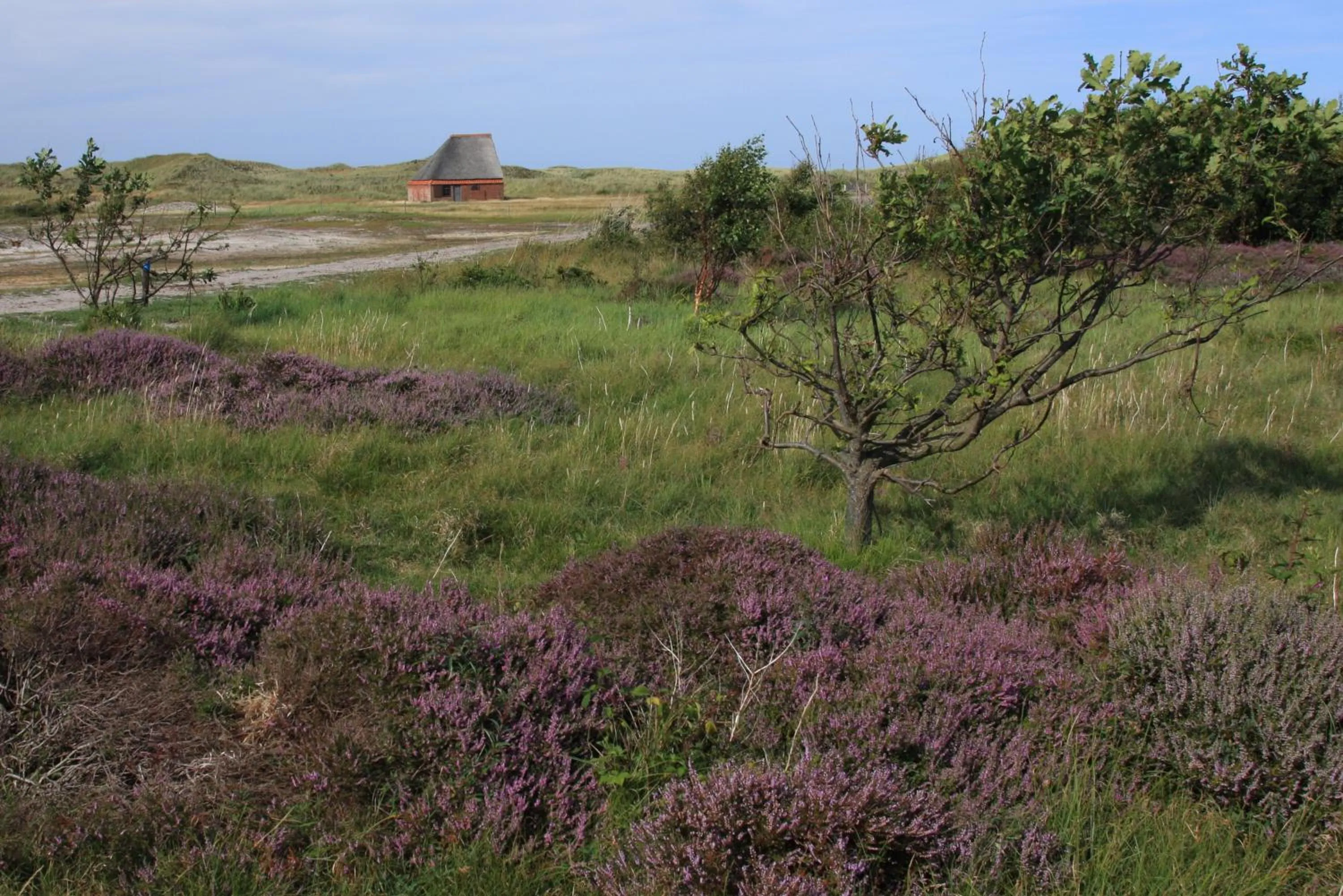Natural landscape in 't lant van Texsel