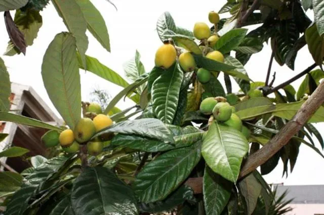 Garden in B&B La Villetta Gela