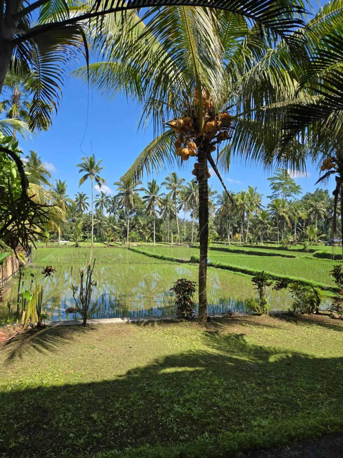 View (from property/room) in Ayu Duwur Beji