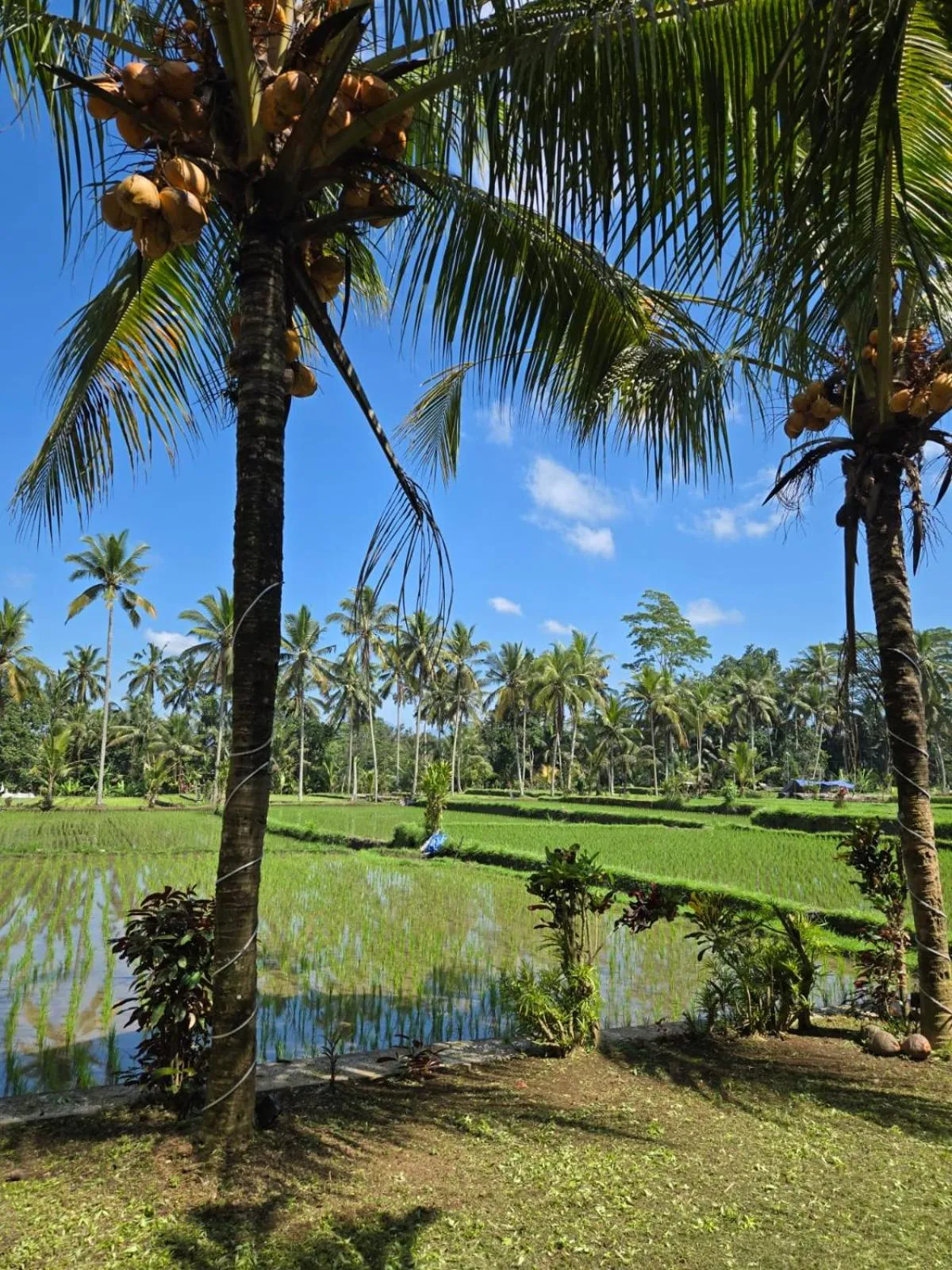 View (from property/room) in Ayu Duwur Beji