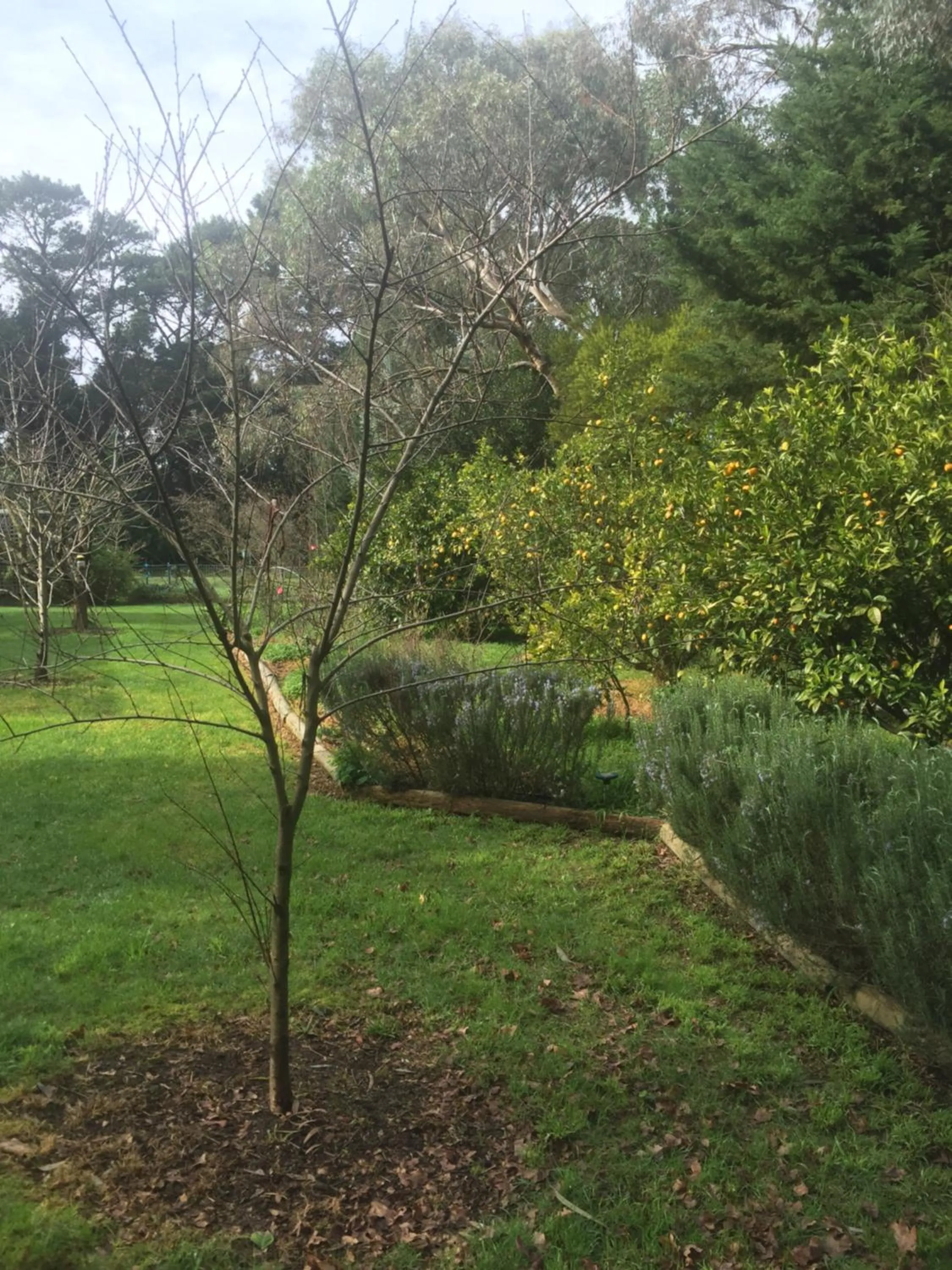 Garden in Sherwood Park bed and breakfast