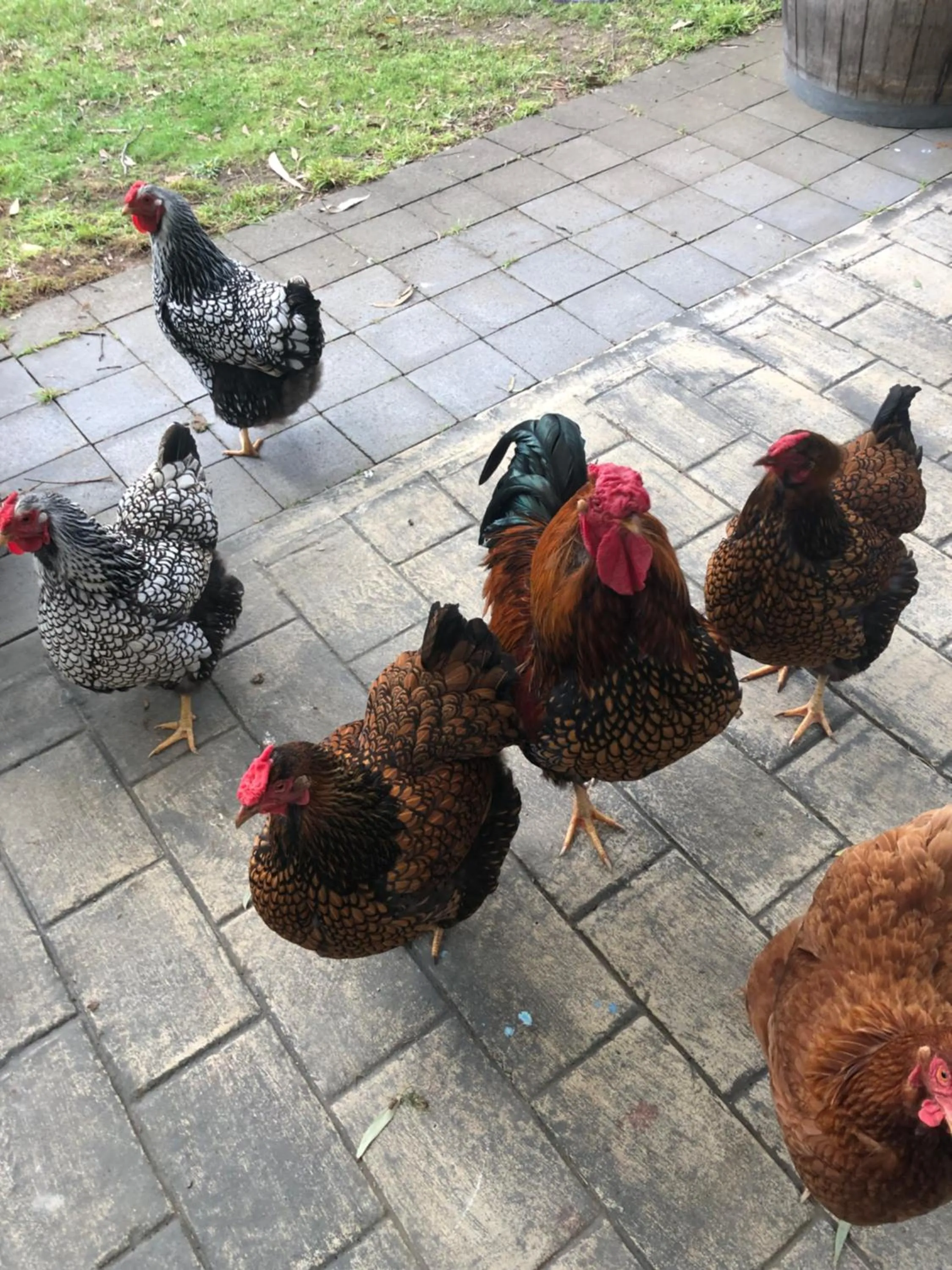 Animals in Sherwood Park bed and breakfast