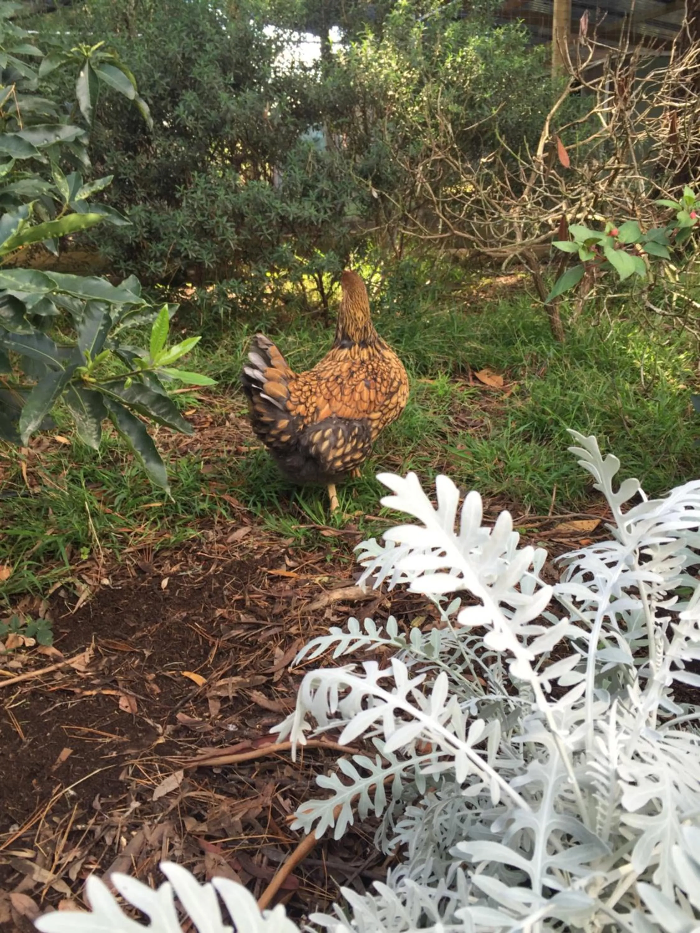 Animals in Sherwood Park bed and breakfast