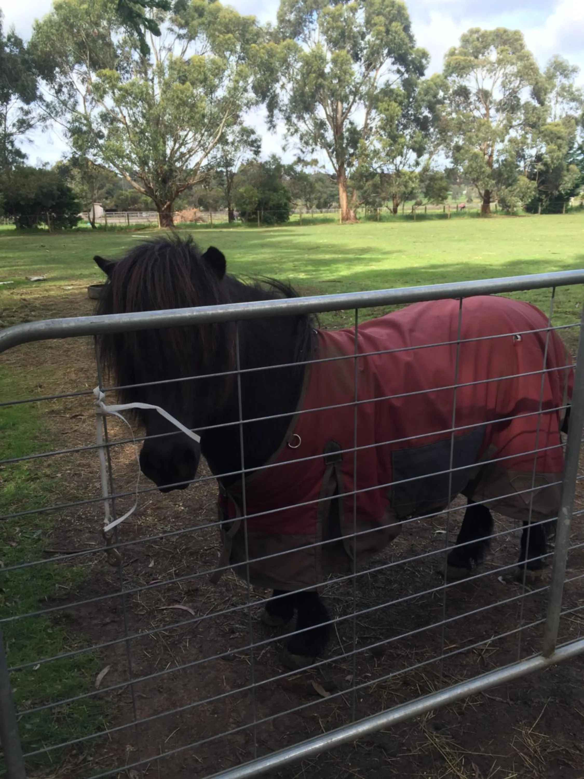 Animals in Sherwood Park bed and breakfast